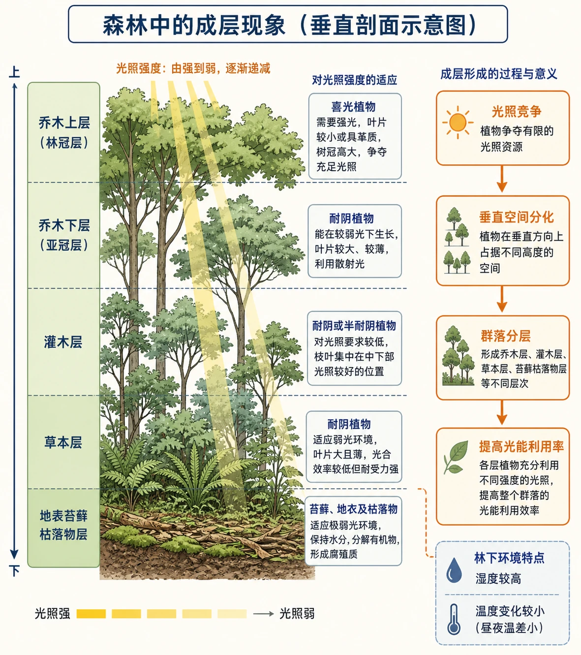 森林垂直成层与光照梯度