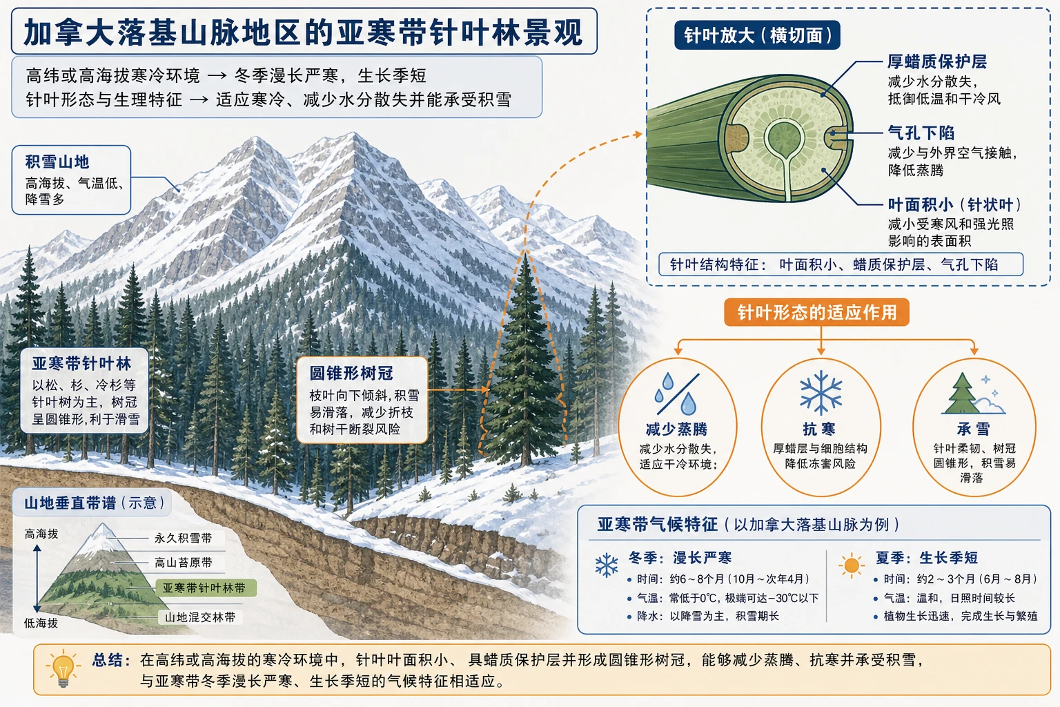 亚寒带针叶林及针叶适应结构