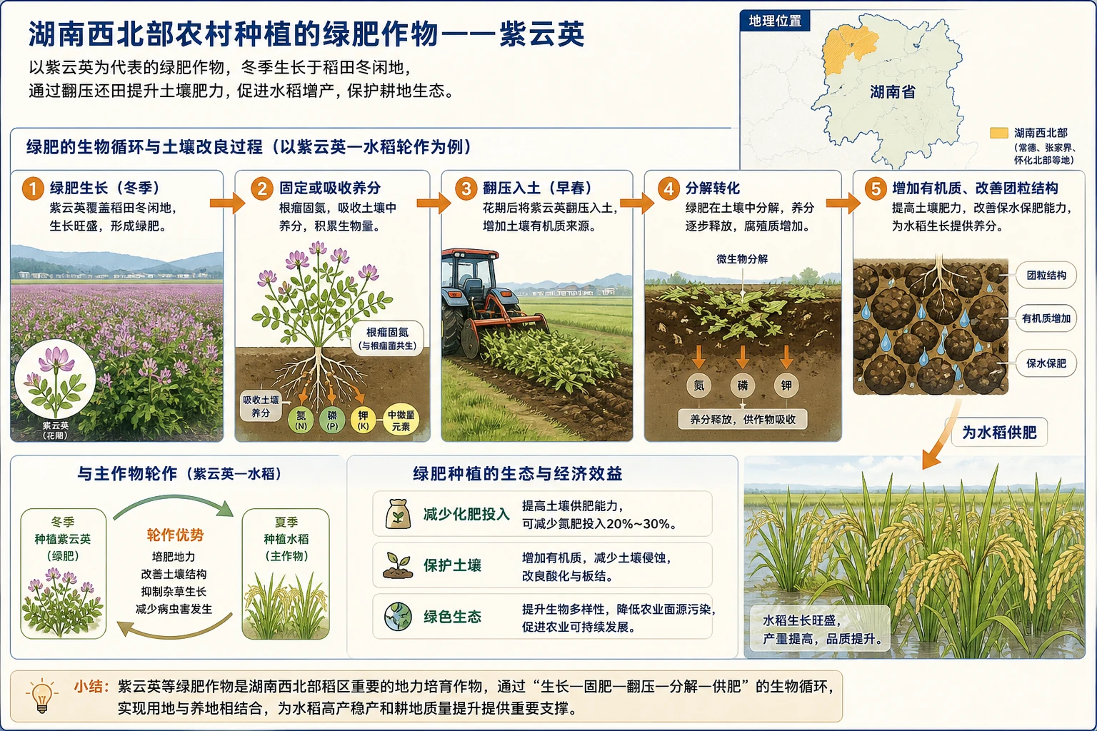 紫云英绿肥与水稻轮作改土过程