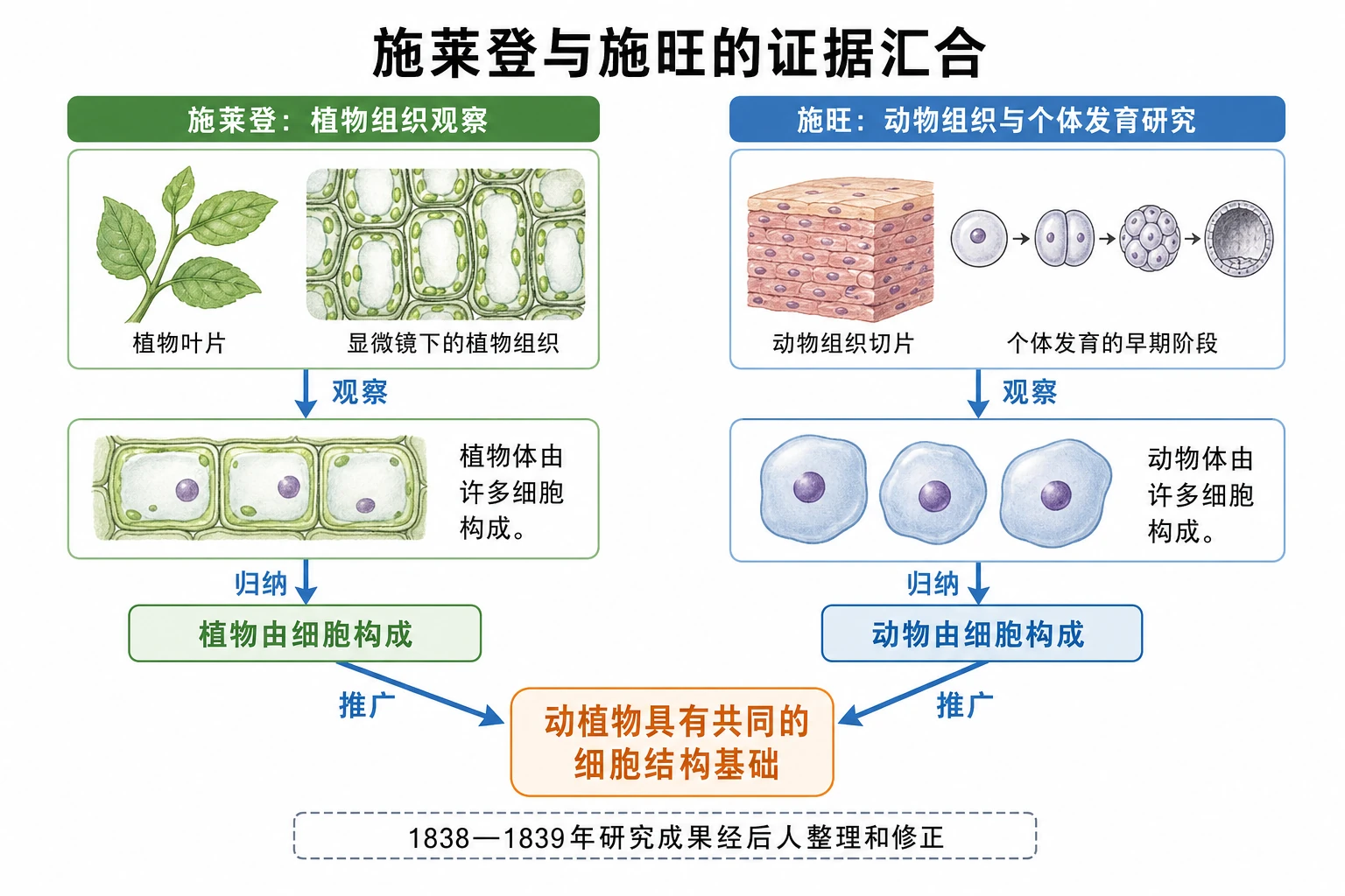 图05:补充知识图(非教材原图)——“施莱登与施旺的证据汇合”