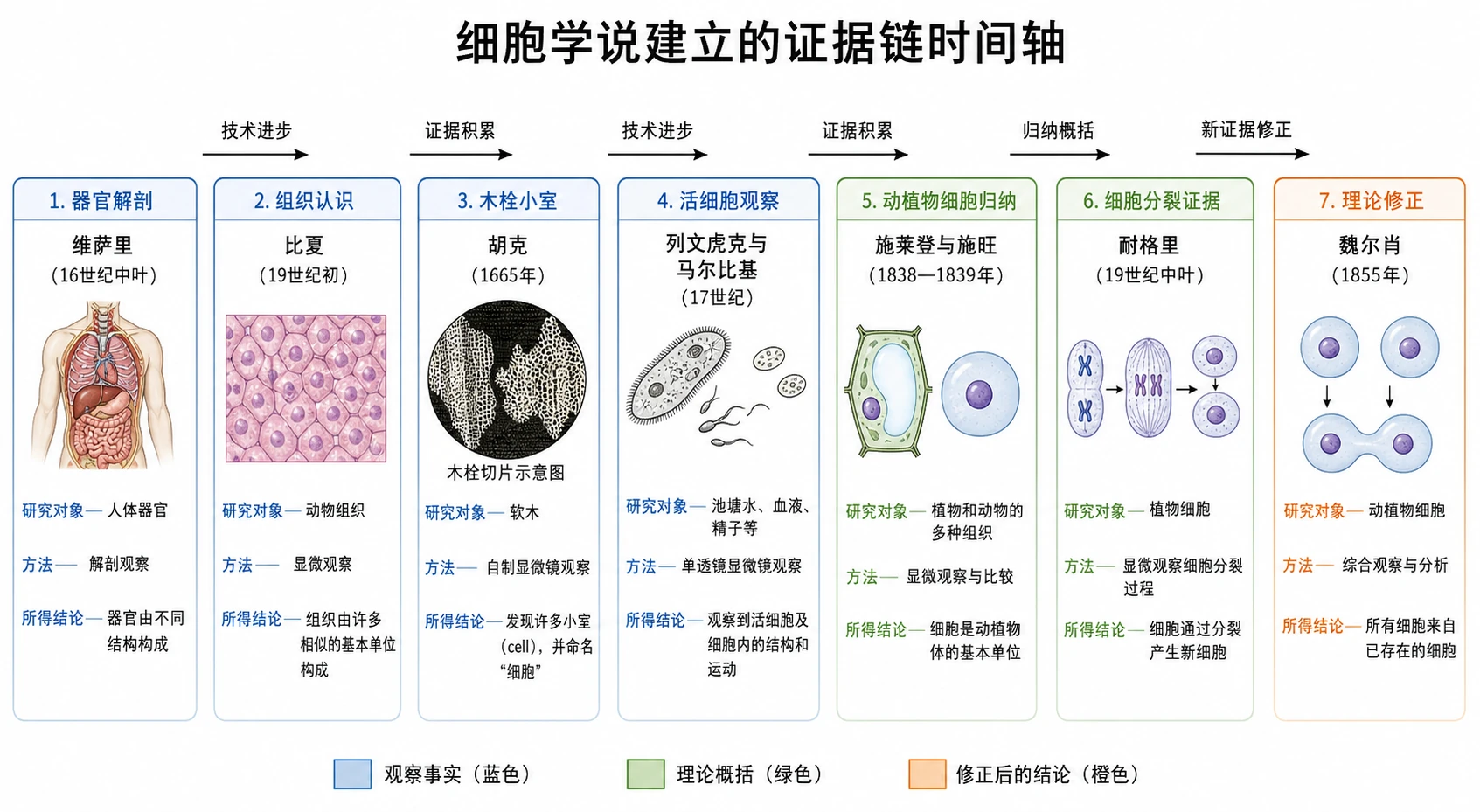 图11:补充知识图(非教材原图)——“细胞学说建立的证据链时间轴
