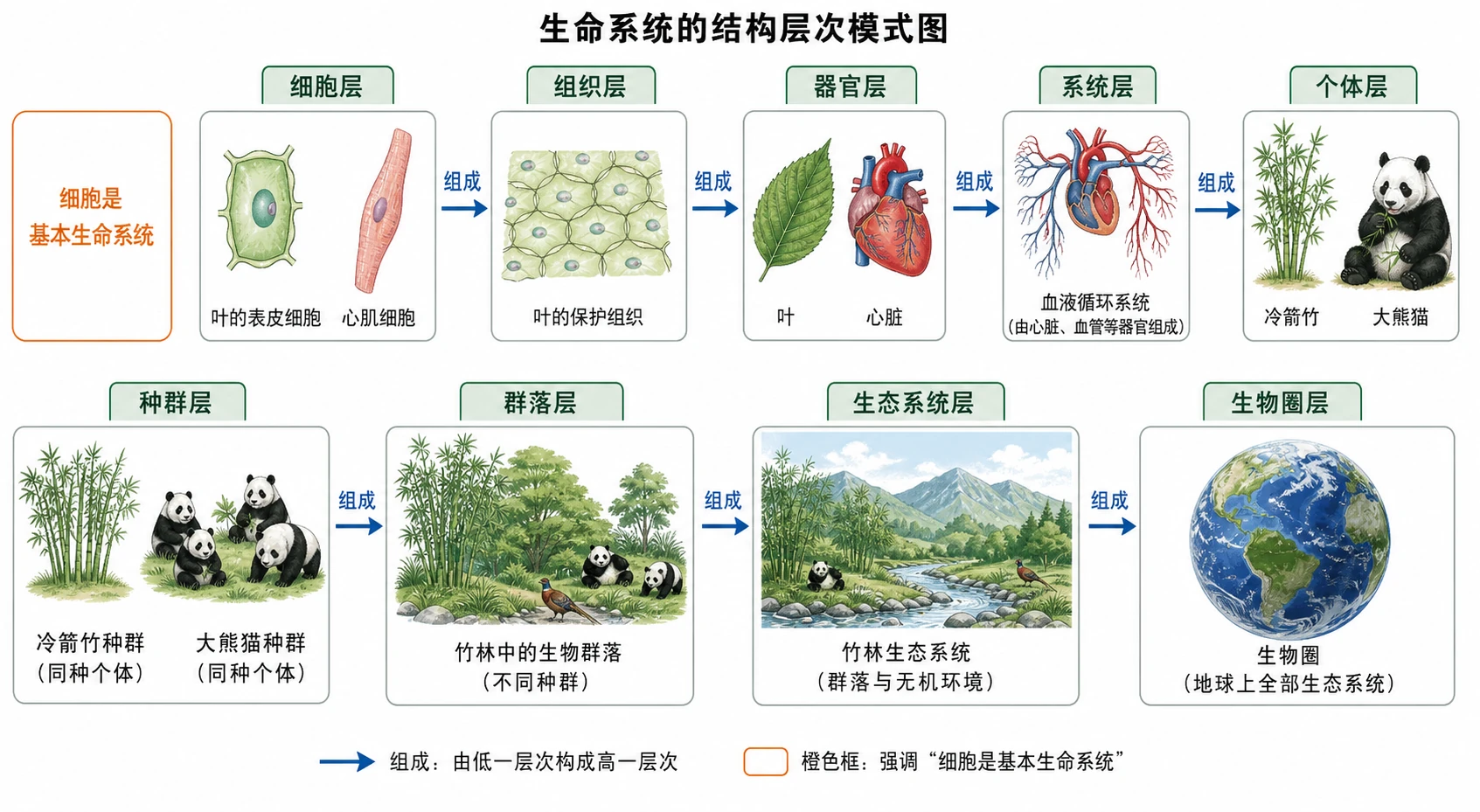 图13:教材图1-3源图组重绘——“生命系统的结构层次模式图”