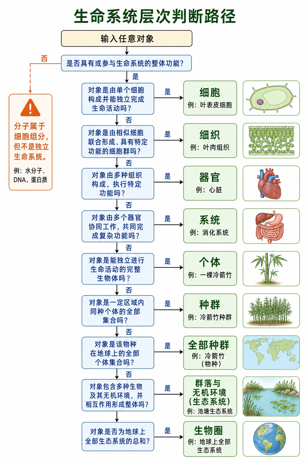 图14:补充知识图(非教材原图)——“生命系统层次判断路径”