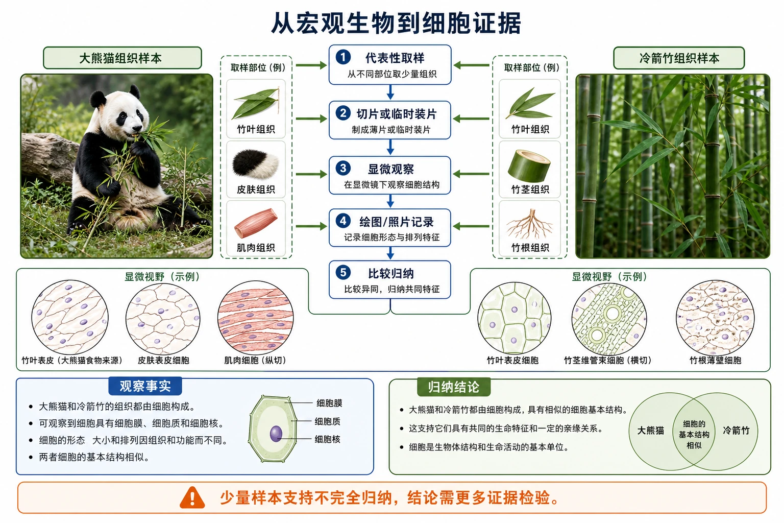图16:补充知识图(非教材原图)——“从宏观生物到细胞证据”