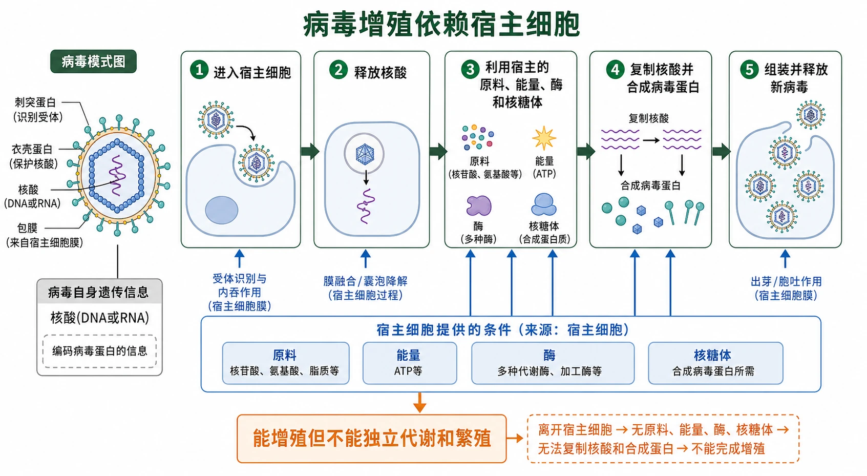 图18:补充知识图(非教材原图)——“病毒增殖依赖宿主细胞”