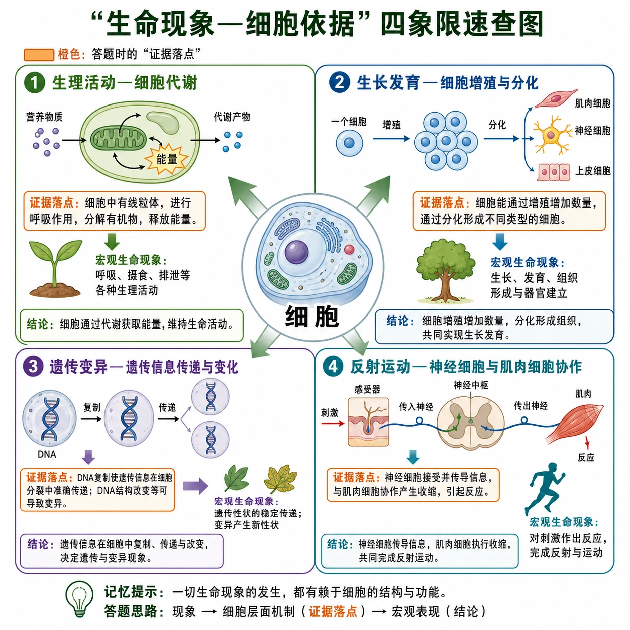 图19:补充知识图(非教材原图)——“生命现象—细胞依据”四象限