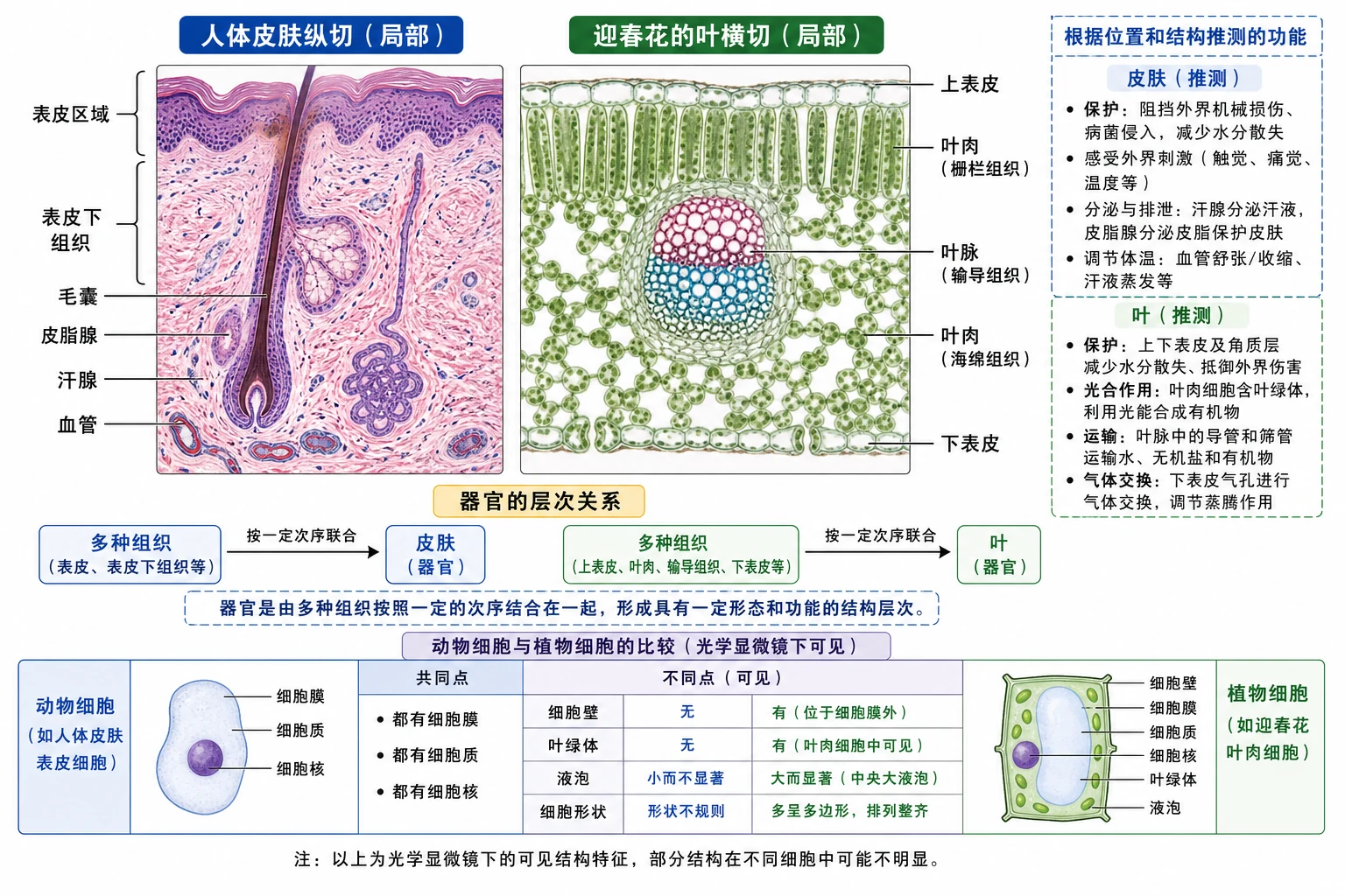 图20:教材练习源图组重绘——“人体皮肤纵切(局部)”与“迎春花