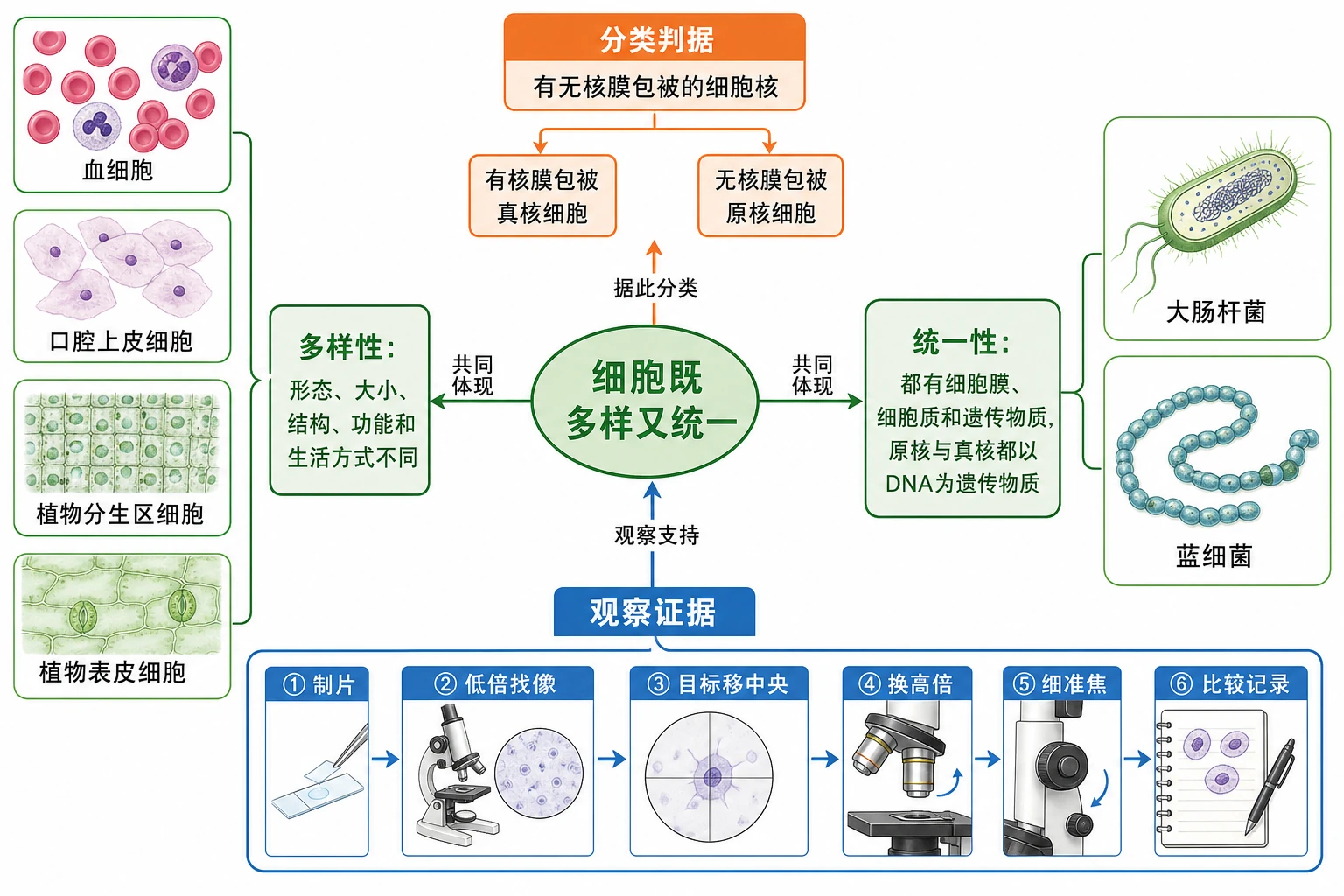 图01：补充知识图（非教材原图）——本节整体知识信息结构图
