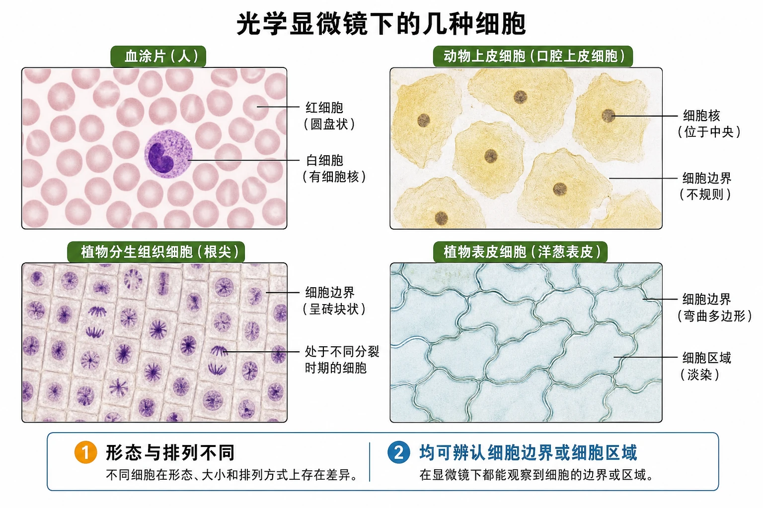 图02：教材“光学显微镜下的几种细胞”源图重绘