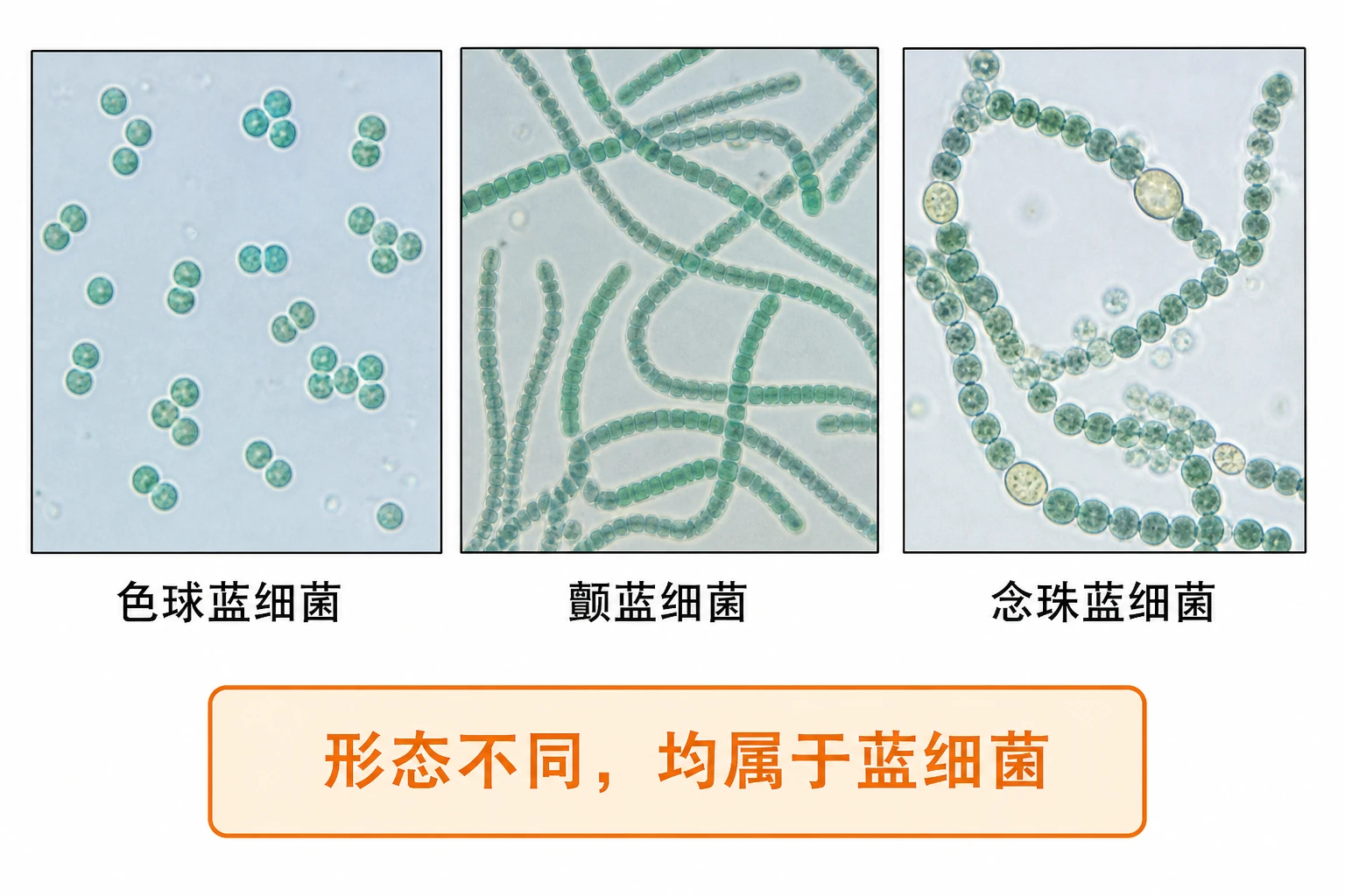 图03：教材图1-4源图组重绘——“几种蓝细菌”