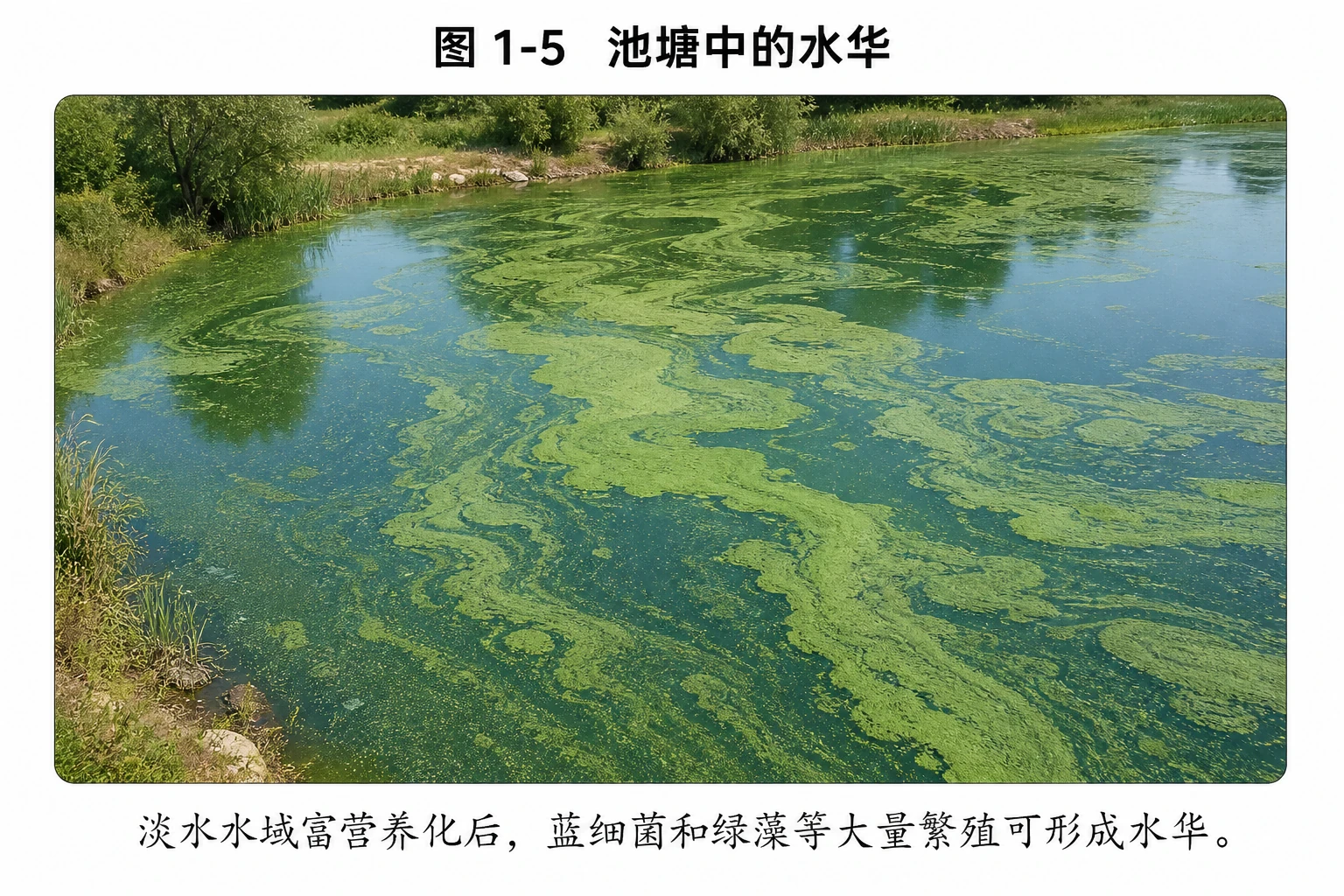 图04：教材图1-5源图重绘——“池塘中的水华”