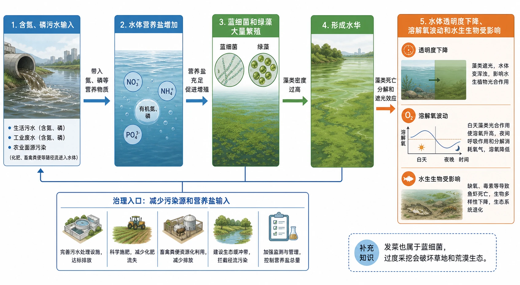 图05：补充知识图（非教材原图）——“水体富营养化与水华形成的因