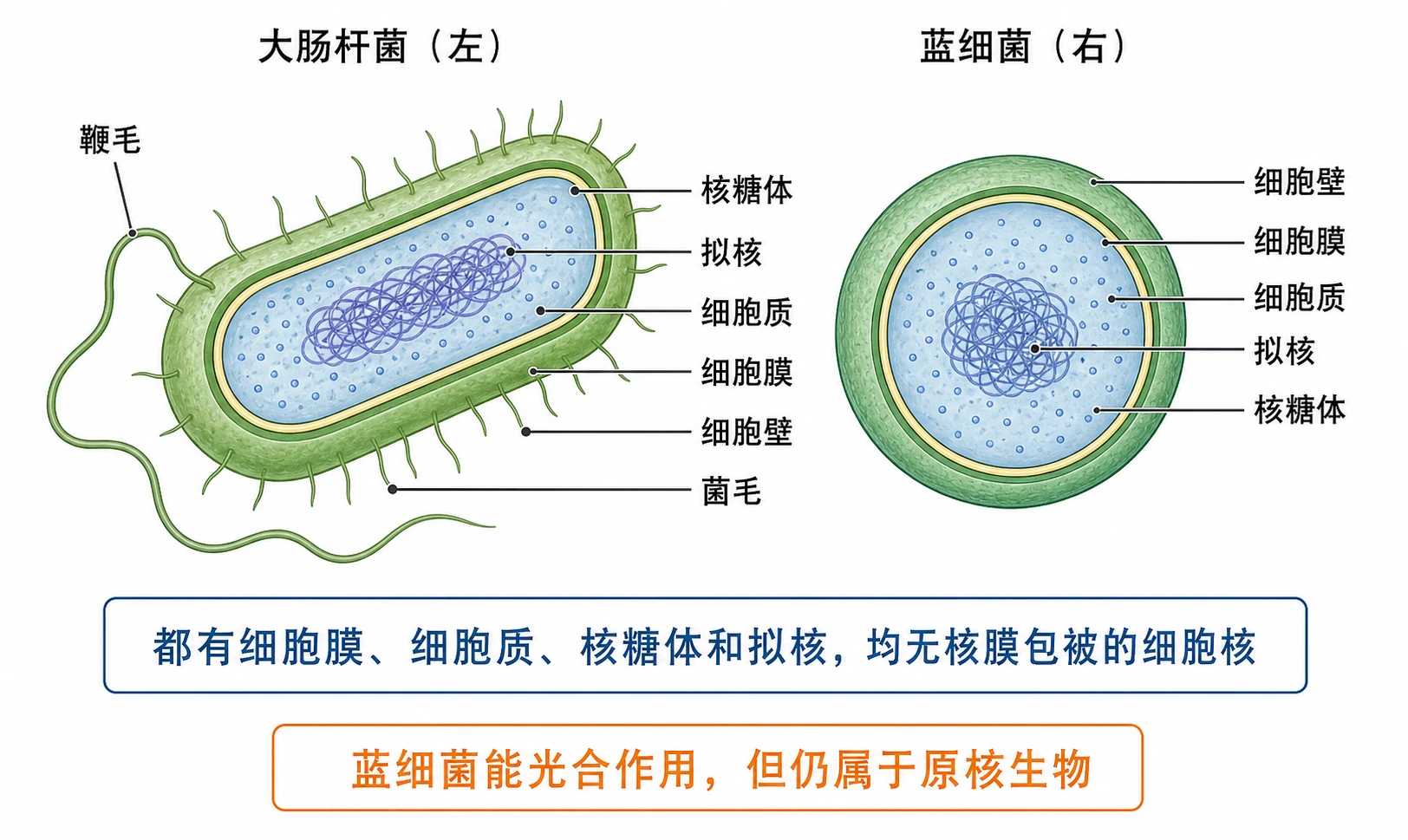 图08：教材图1-6源图重绘——“大肠杆菌（左）和蓝细菌（右）细