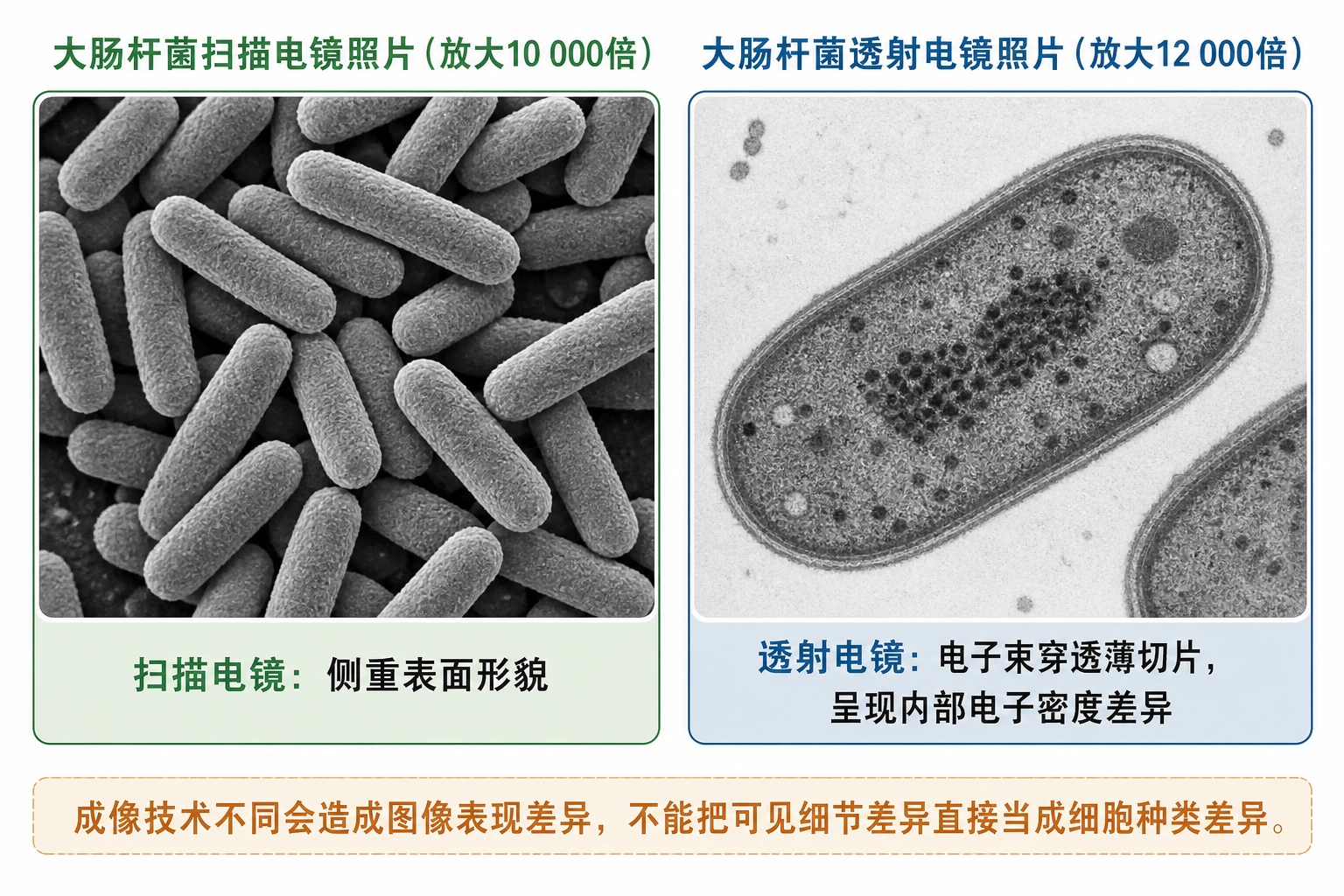 图10：教材电镜照片源图组重绘——“大肠杆菌扫描电镜照片（放大1