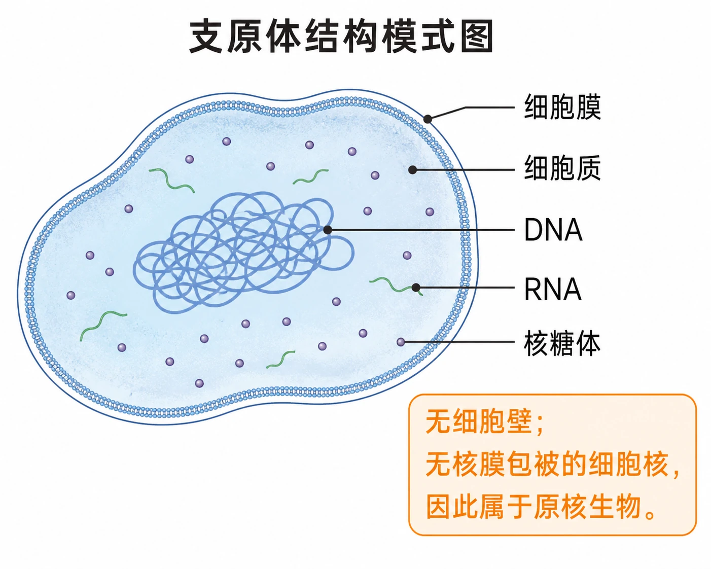 图11：教材练习源图重绘——“支原体结构模式图”