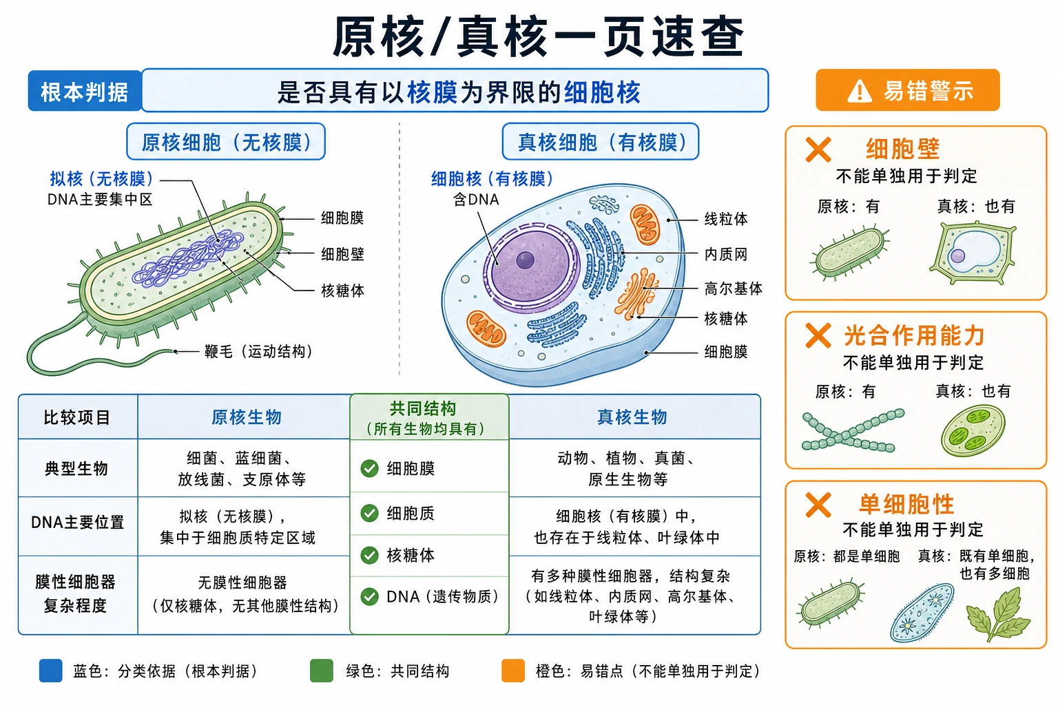图12：补充知识图（非教材原图）——“原核/真核一页速查”