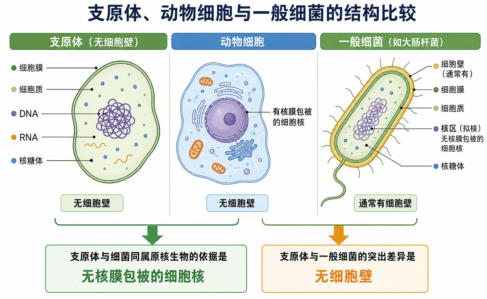 图13：补充知识图（非教材原图）——“支原体、动物细胞与一般细菌