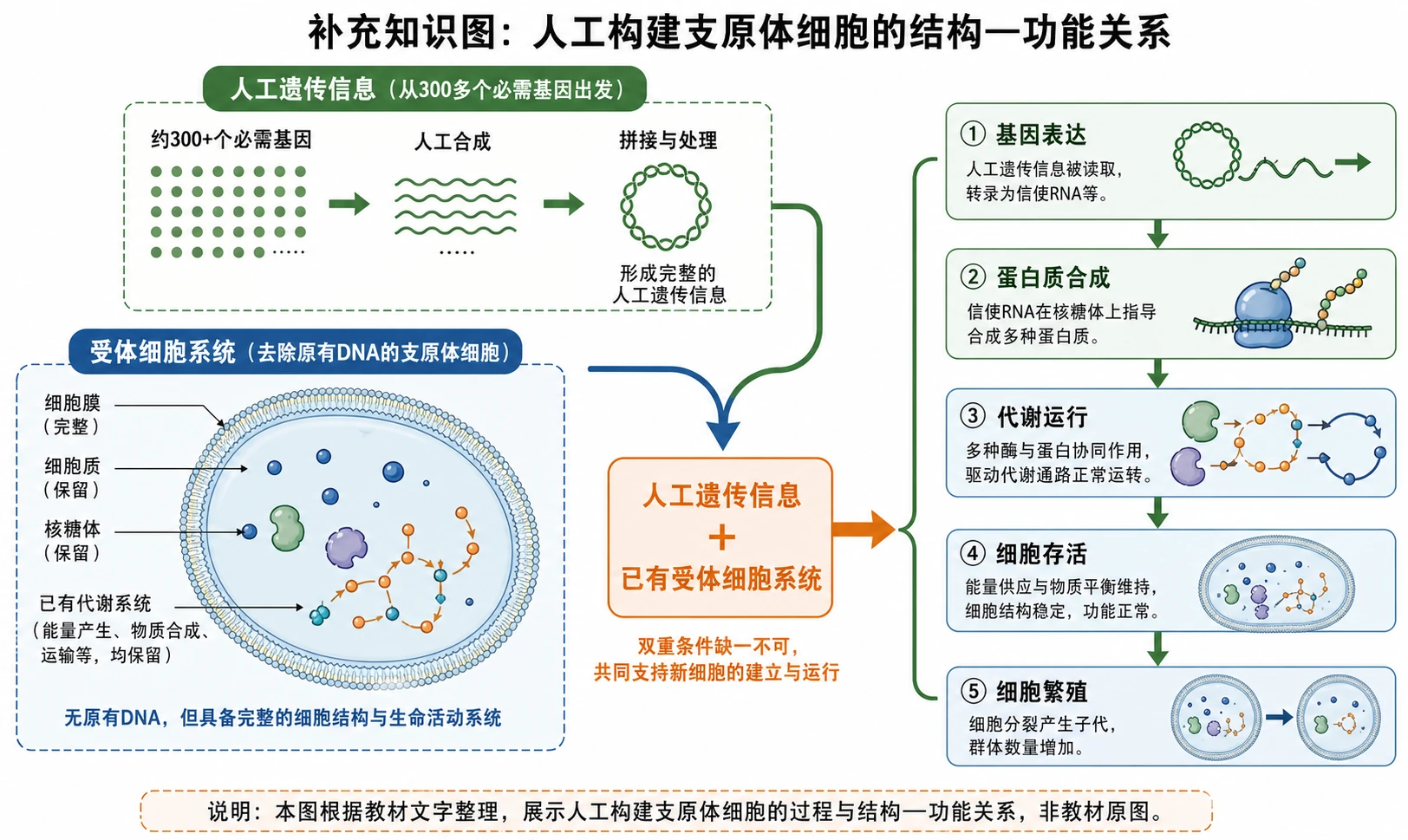 图02:补充知识图(非教材原图)——“人工构建支原体细胞的结构—