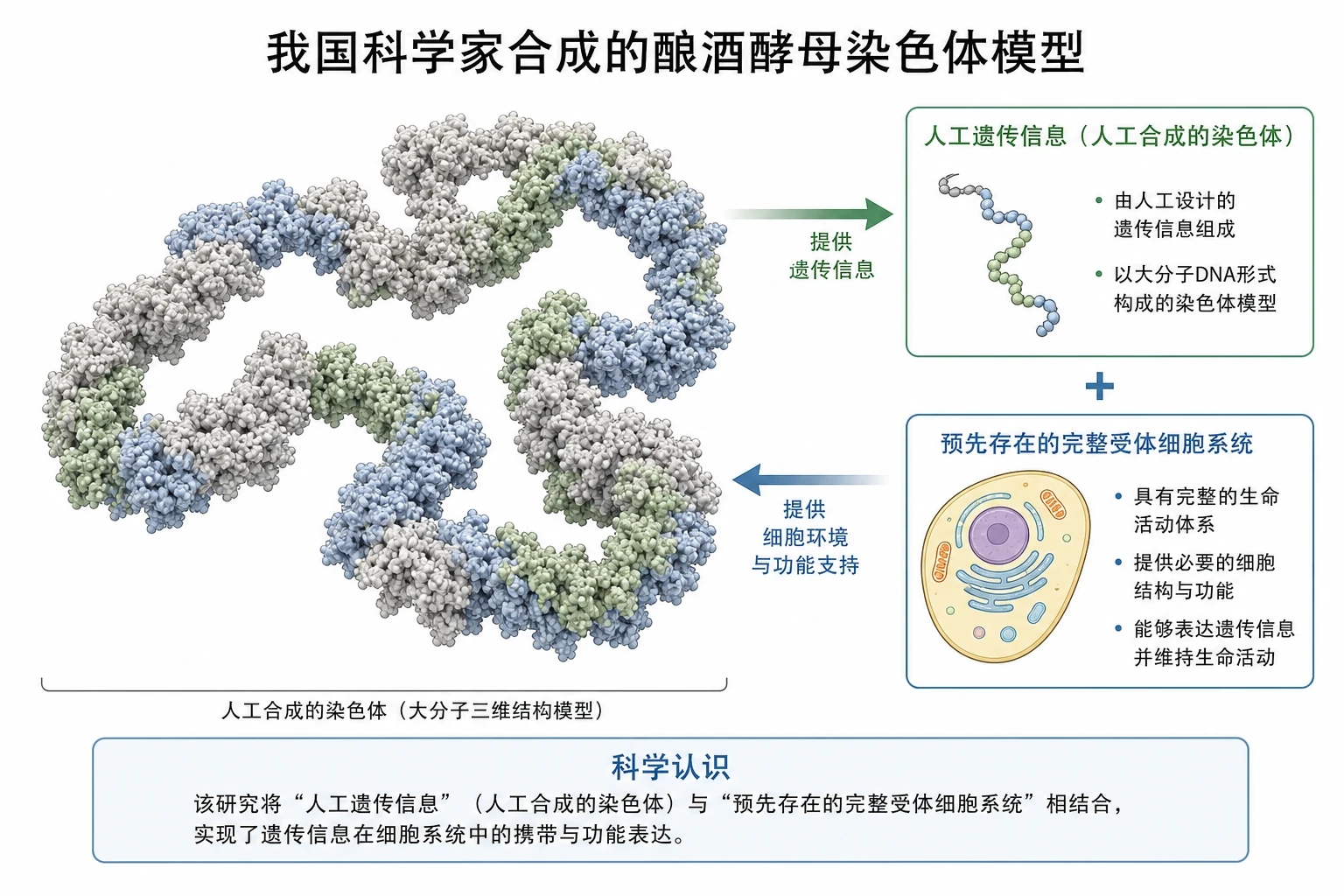 图03:教材科技进展源图重绘——“我国科学家合成的酿酒酵母染色体