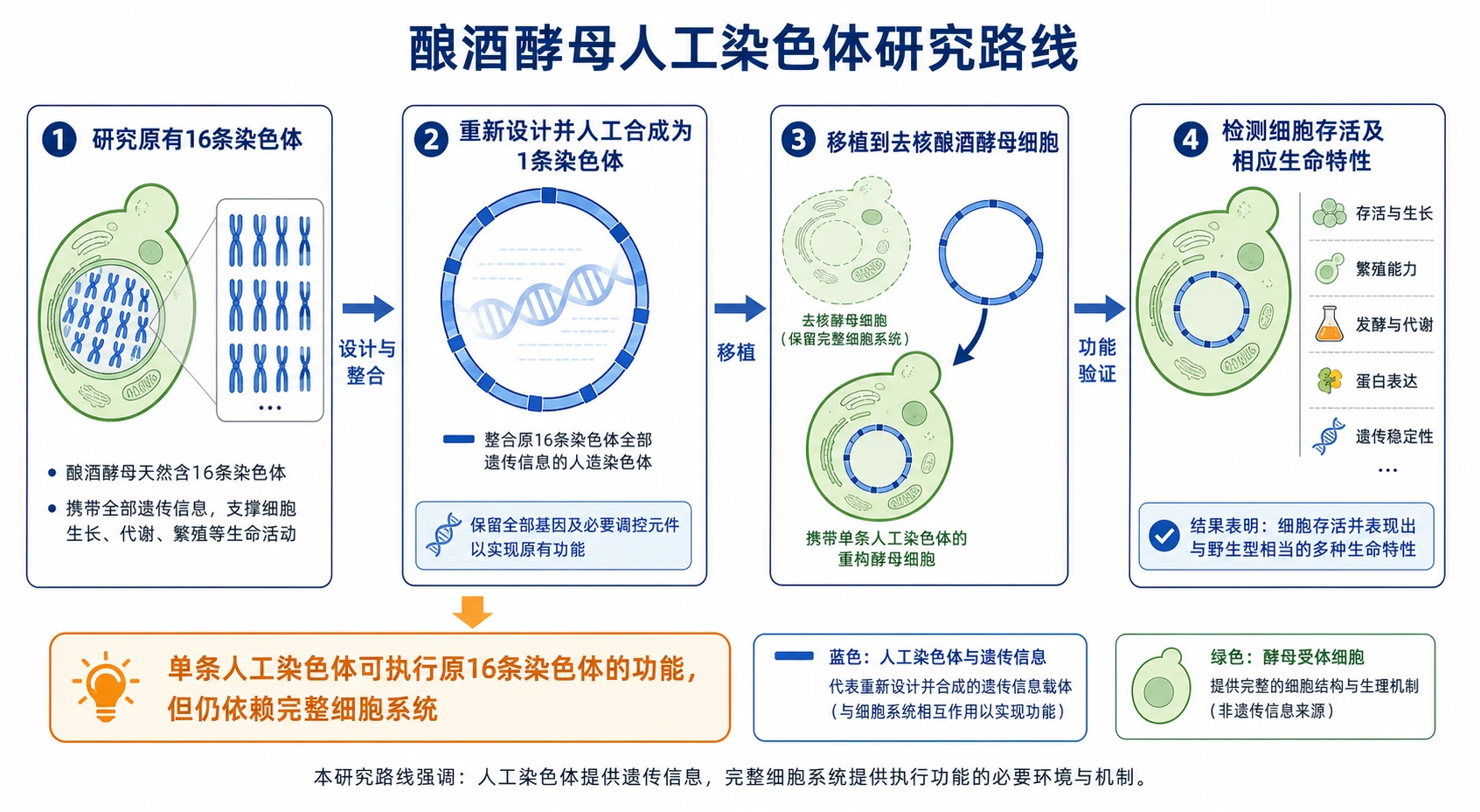 图04:补充知识图(非教材原图)——“酿酒酵母人工染色体研究路线