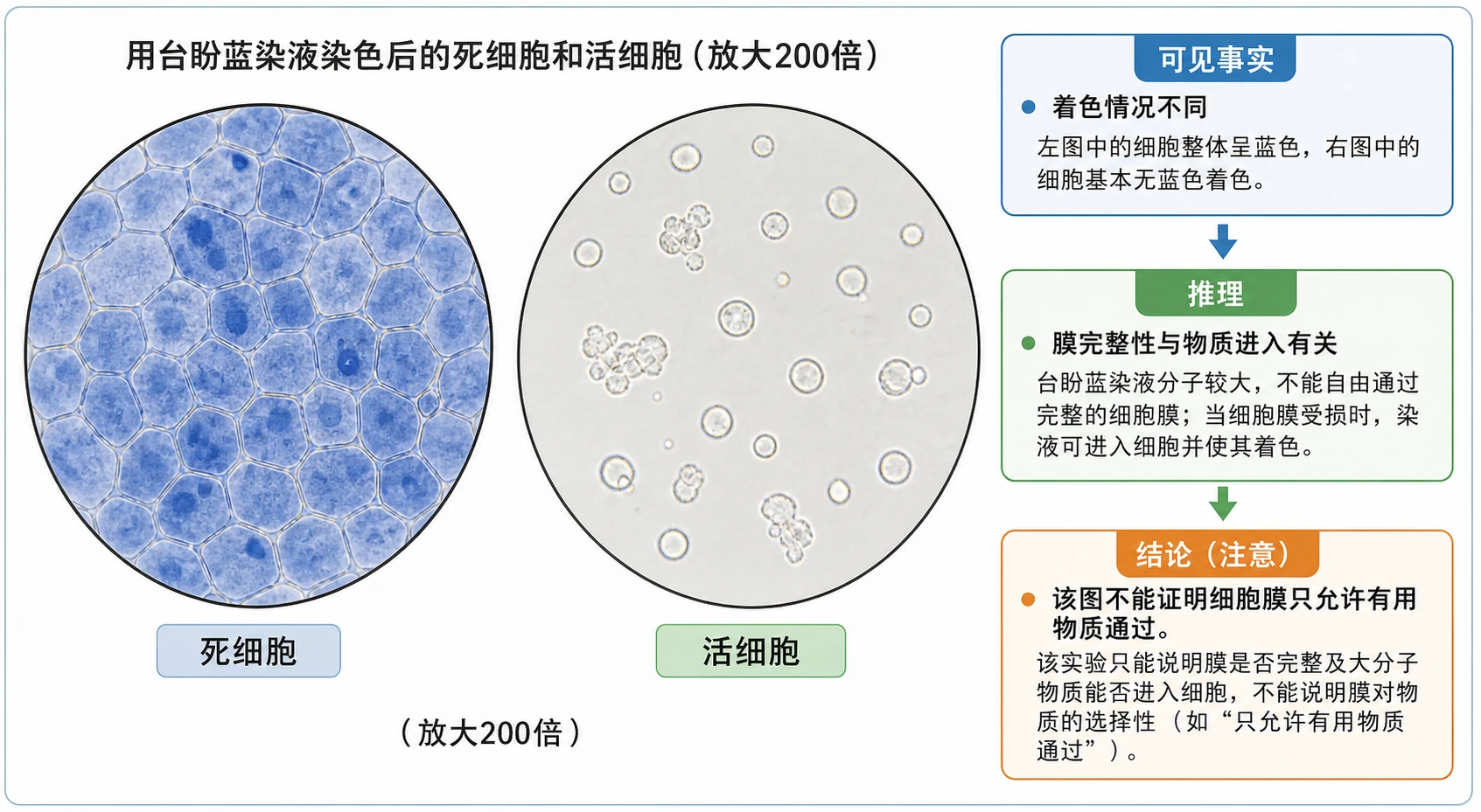 图02:教材“问题探讨”源图重绘——“用台盼蓝染液染色后的死细胞