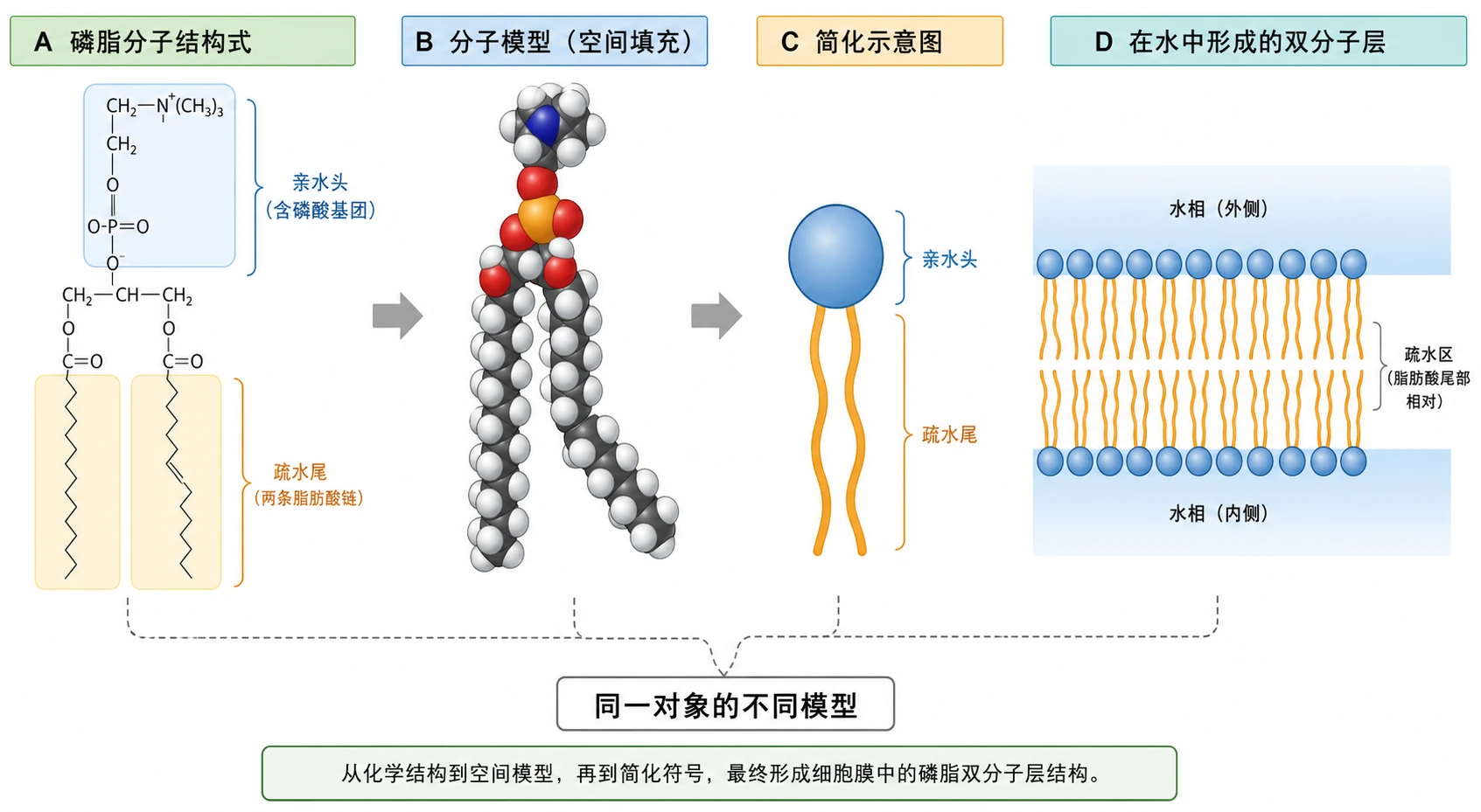 图05:教材“磷脂分子系列图”源图组重绘——“磷脂分子结构式、分