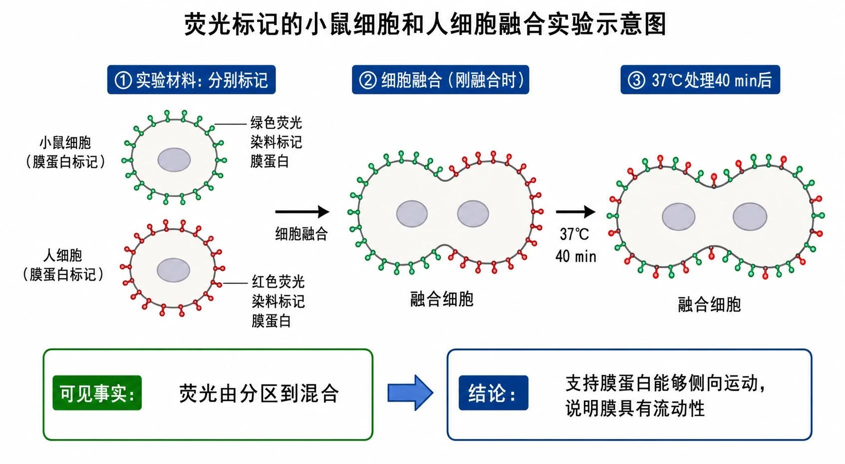 图09:教材图3-4源图重绘——“荧光标记的小鼠细胞和人细胞融合