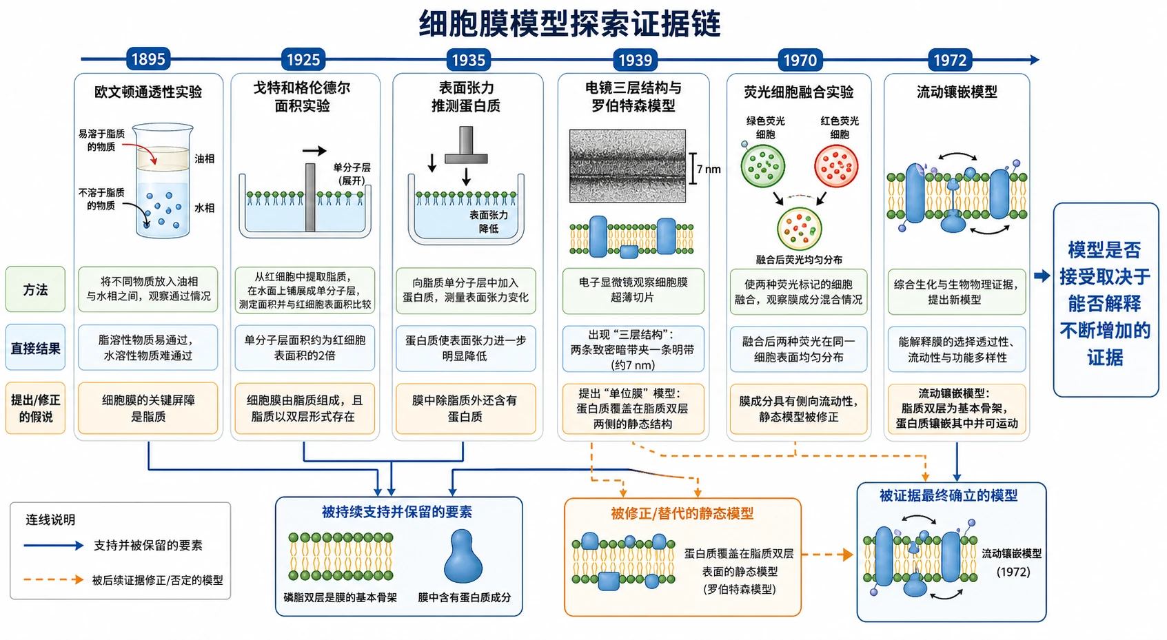 图10:补充知识图(非教材原图)——“细胞膜模型探索证据链”