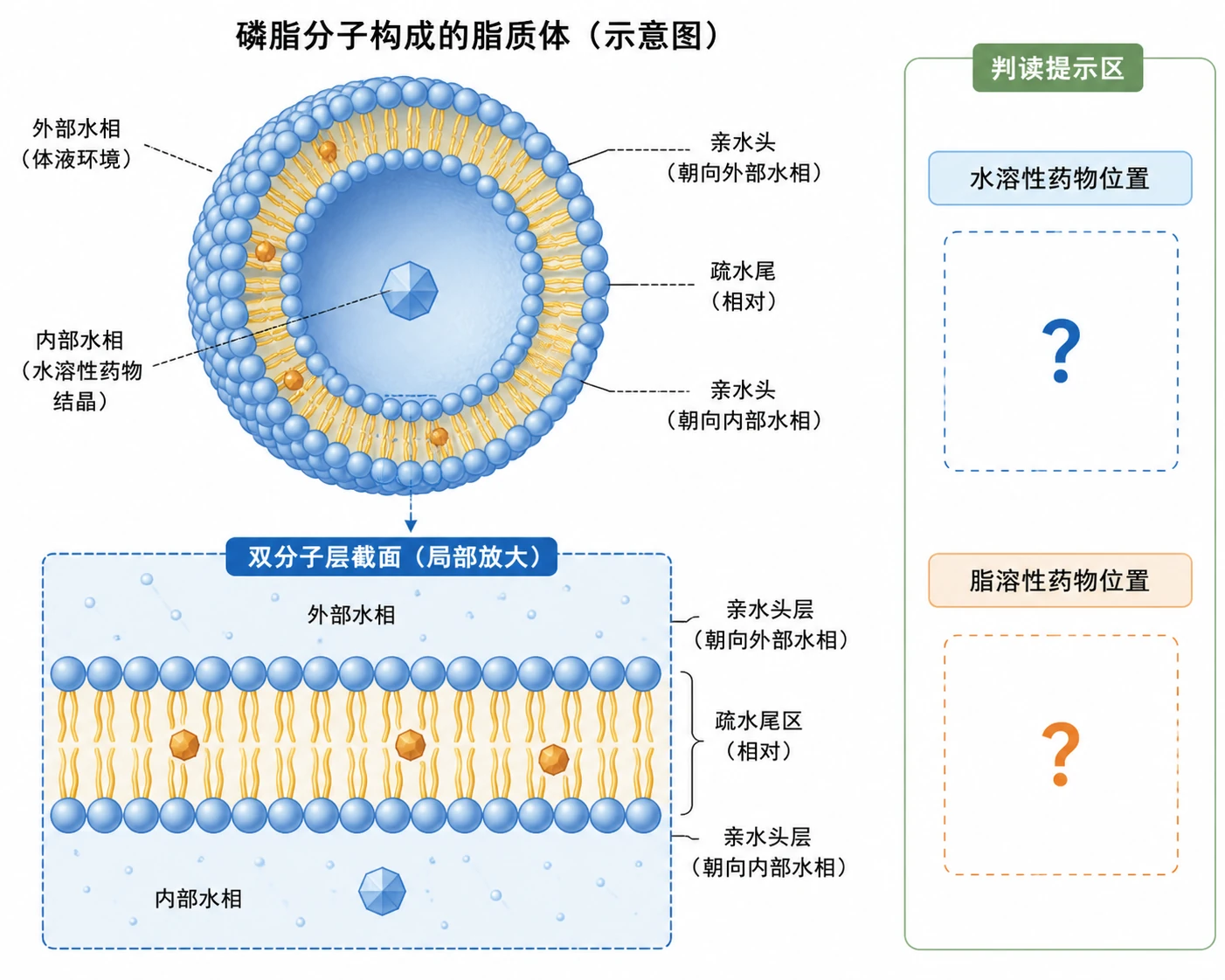 图11:教材“拓展应用第2题”源图重绘——“磷脂分子构成的脂质体