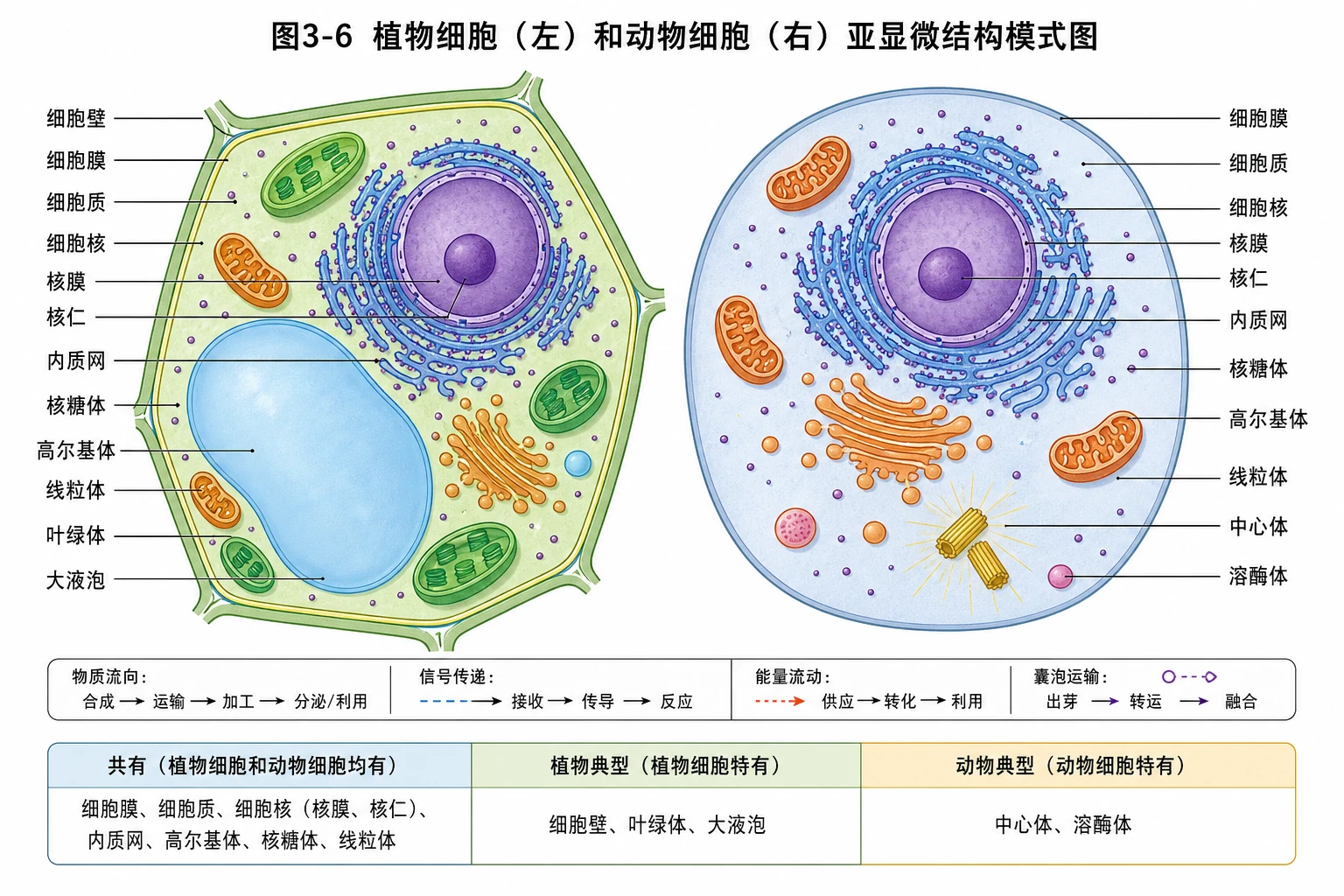 图03:教材图3-6源图组重绘——动植物细胞结构