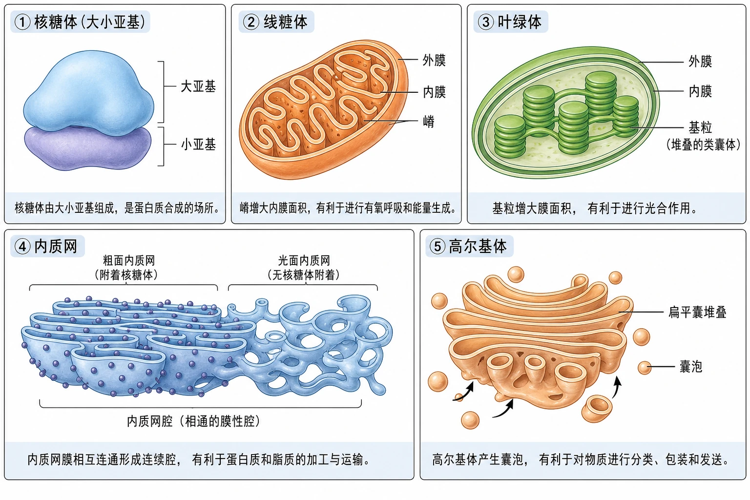 图04:教材图3-6局部源图组重绘——“核糖体、线粒体、叶绿体、