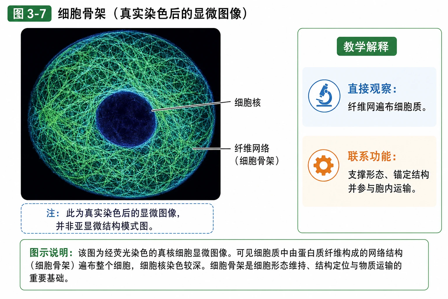 图05:教材图3-7源图重绘——“细胞骨架”