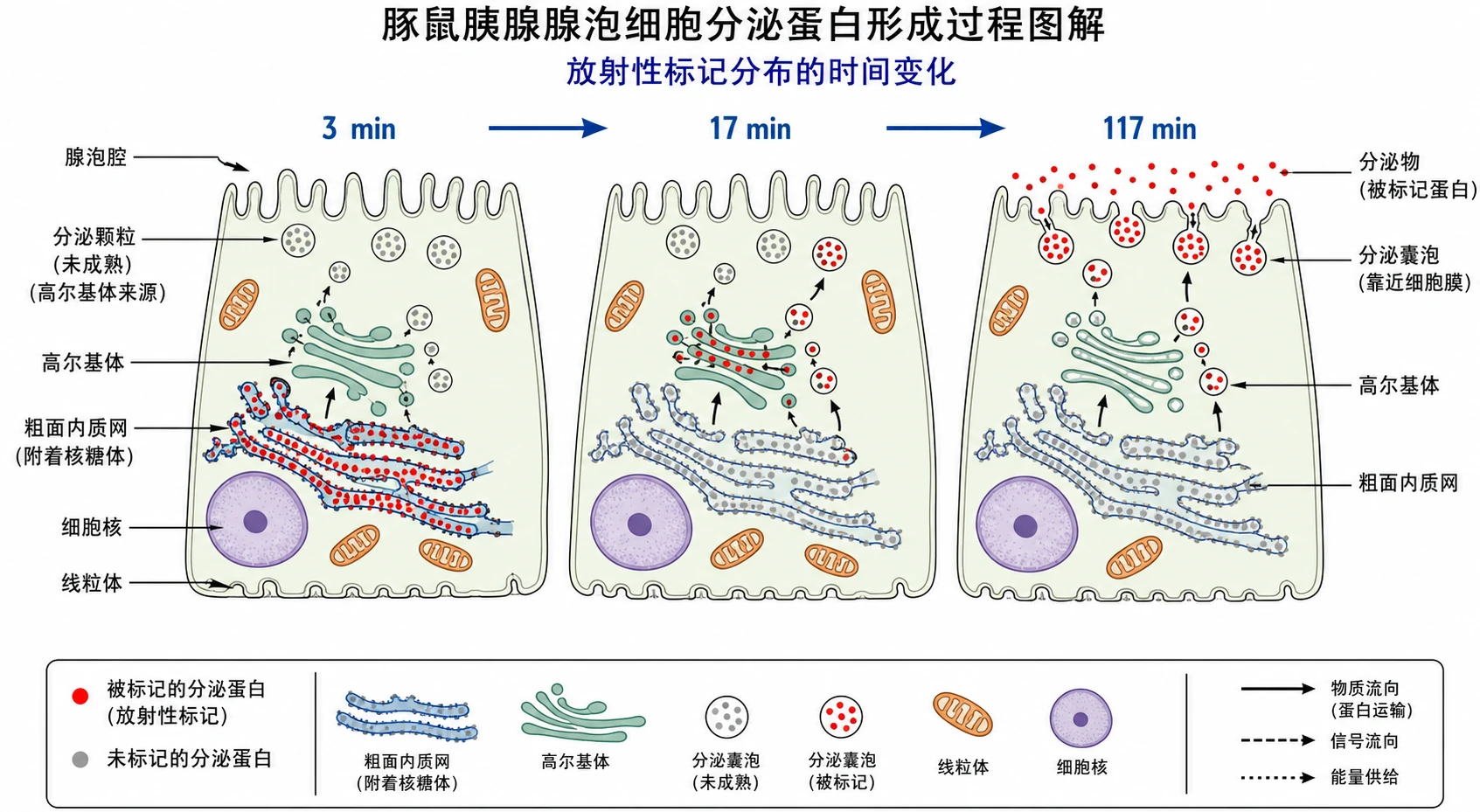 图06:教材“豚鼠胰腺腺泡细胞分泌蛋白形成过程图解”源图组重绘—