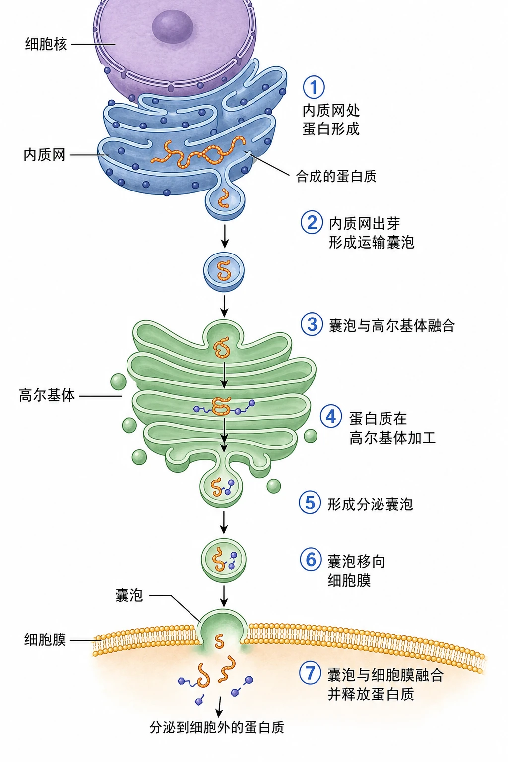 图07:教材图3-8源图重绘——“分泌蛋白运到细胞外的过程示意图