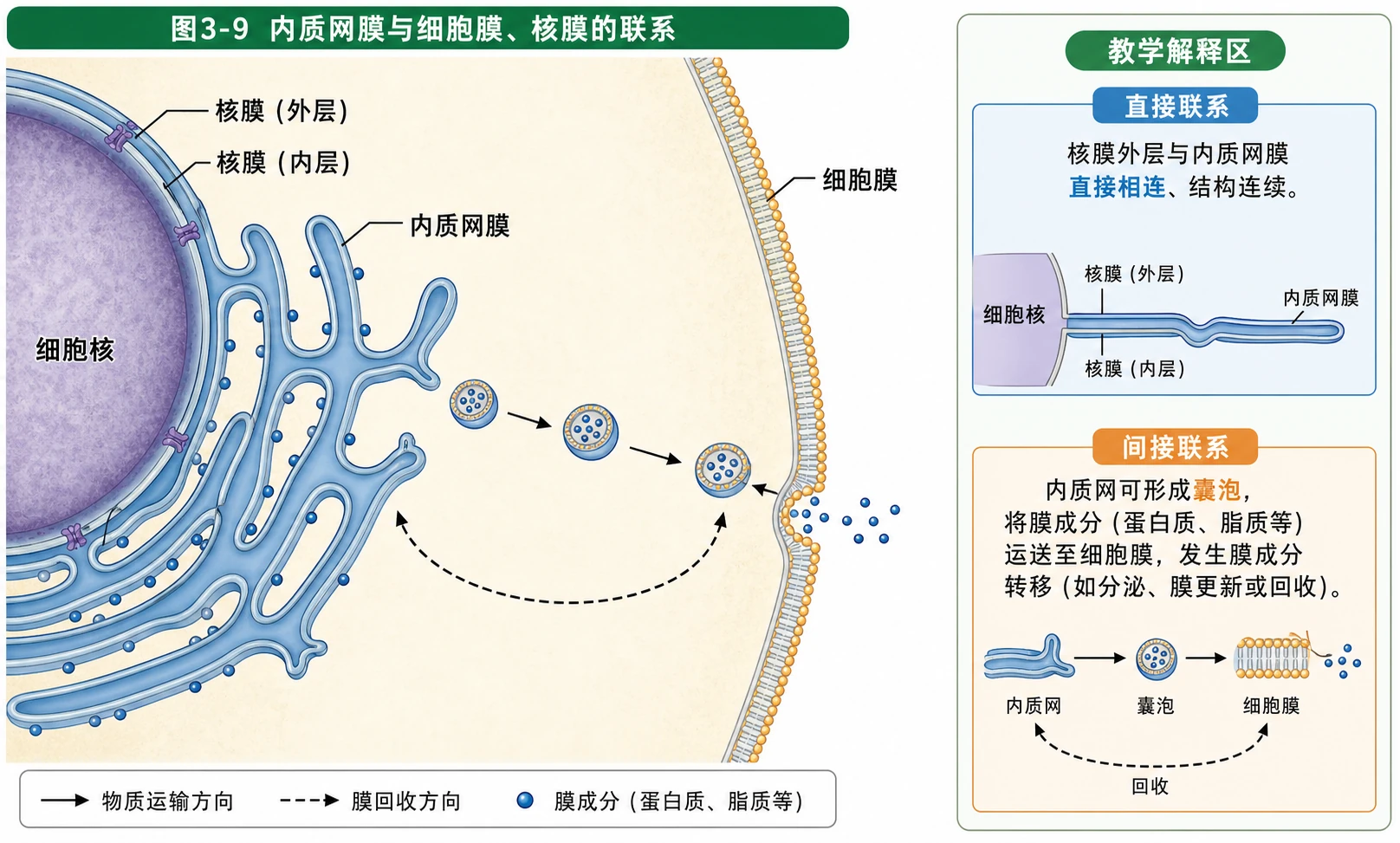 图08:教材图3-9源图重绘——“内质网膜与细胞膜、核膜的联系”