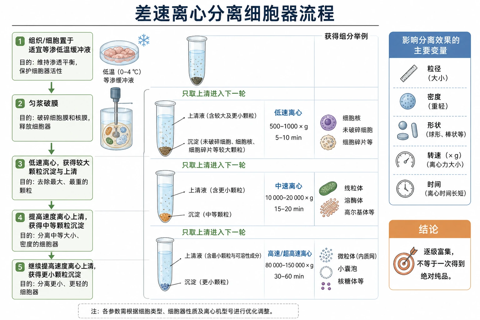 图09:补充知识图(非教材原图)——“差速离心分离细胞器流程”