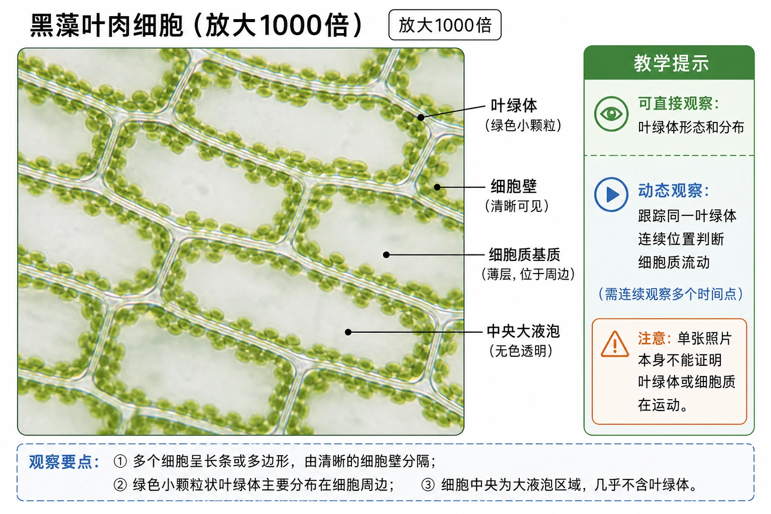 图10:教材“高倍显微镜下黑藻的叶绿体”源图重绘——“黑藻叶肉细
