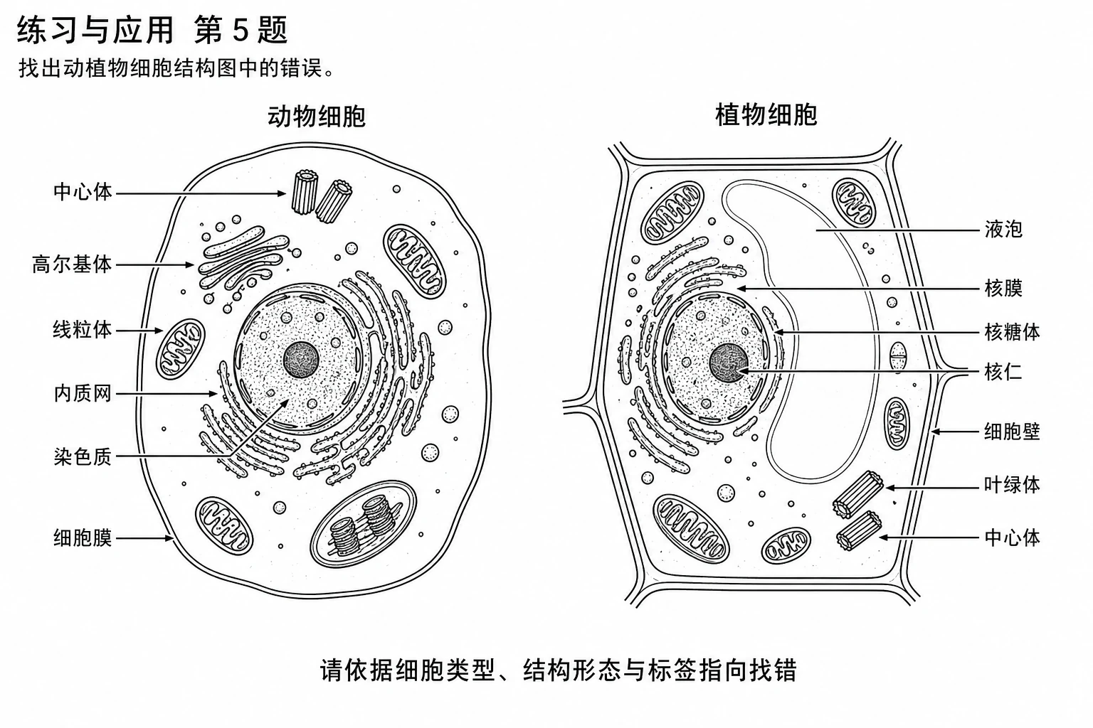 图12:教材“练习与应用第5题”源图组重绘——“找出动植物细胞结