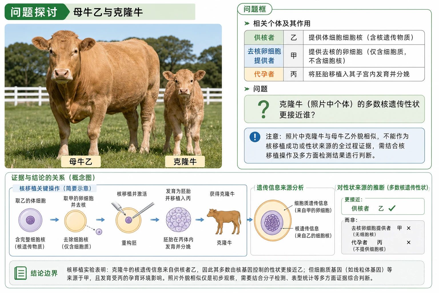 图02:教材“问题探讨”源图重绘——“母牛乙与克隆牛”
