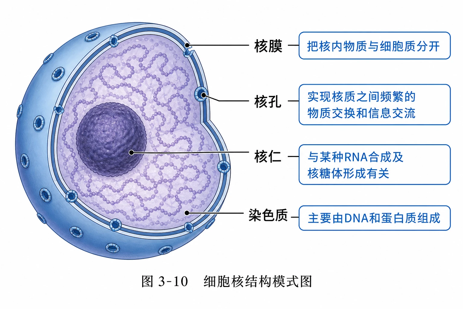 图03:教材图3-10源图重绘——“细胞核结构模式图”