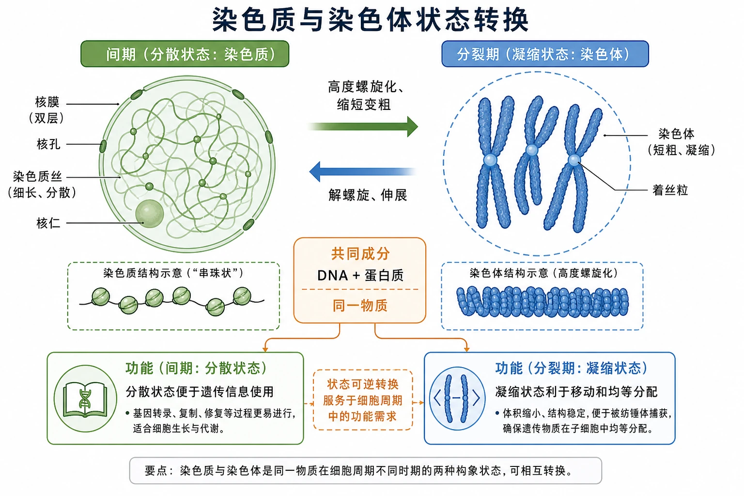 图04:补充知识图(非教材原图)——“染色质与染色体状态转换”