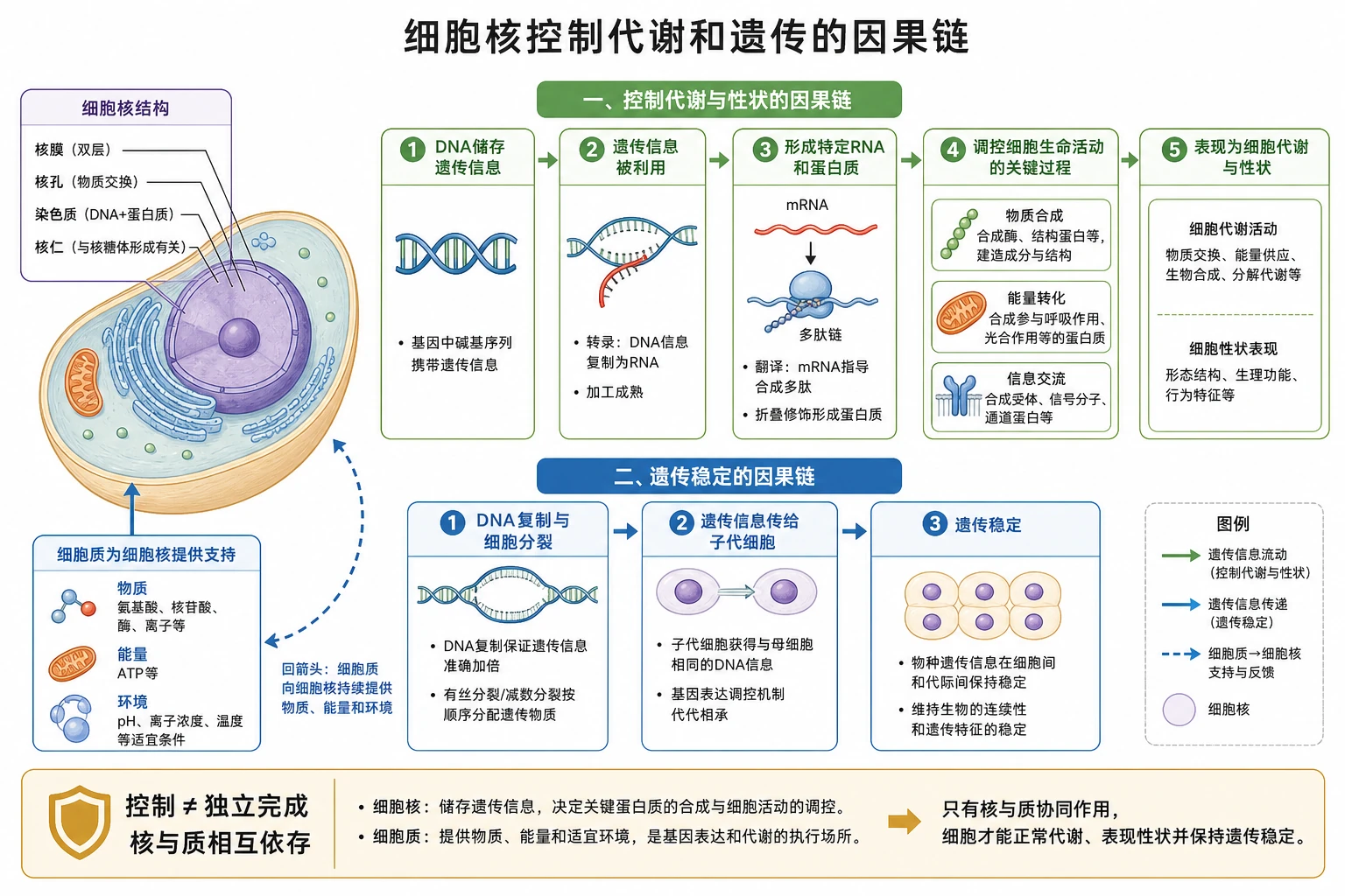 图05:补充知识图(非教材原图)——“细胞核控制代谢和遗传的因果