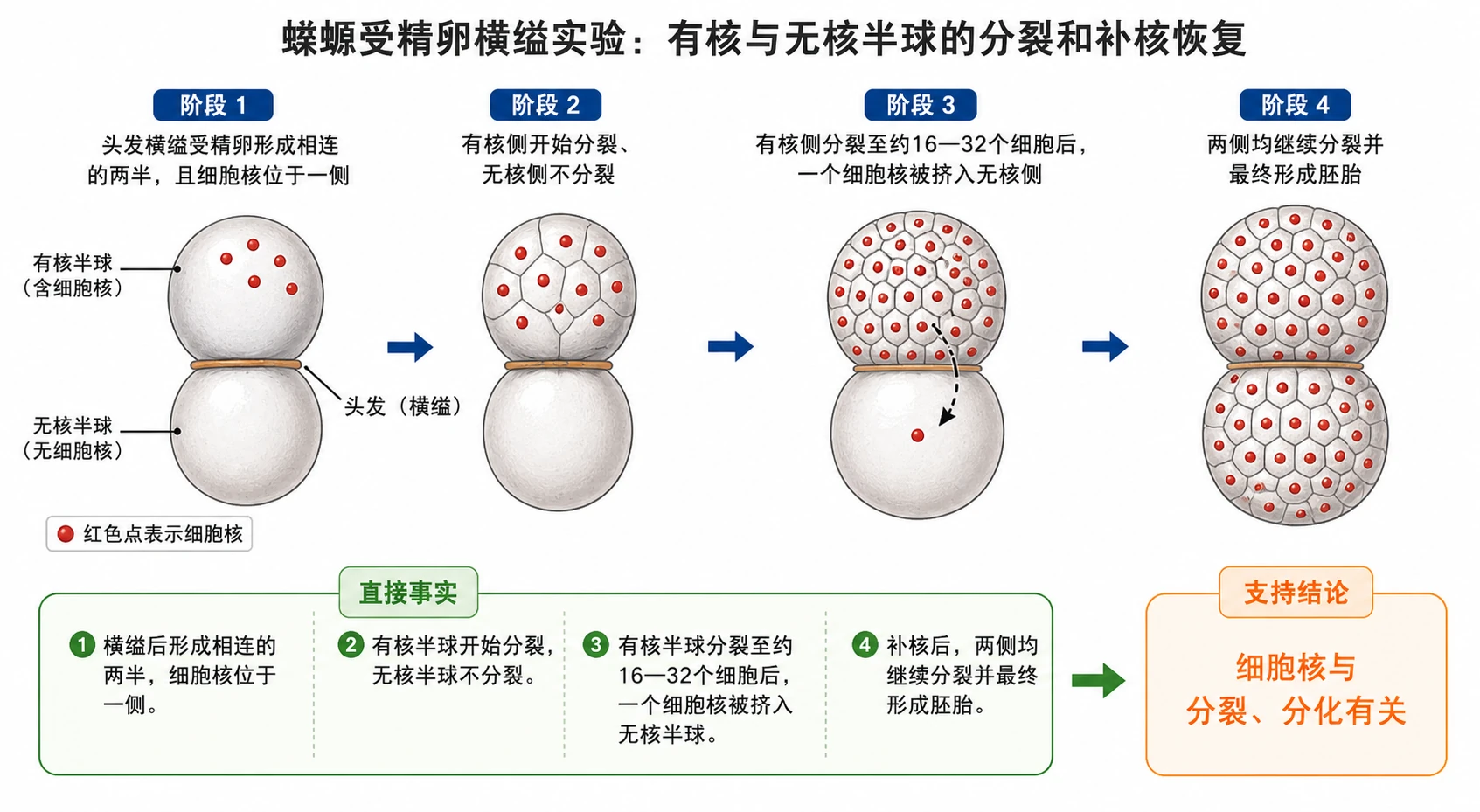 图08:教材“蝾螈受精卵横缢实验”源图重绘——“有核与无核半球的