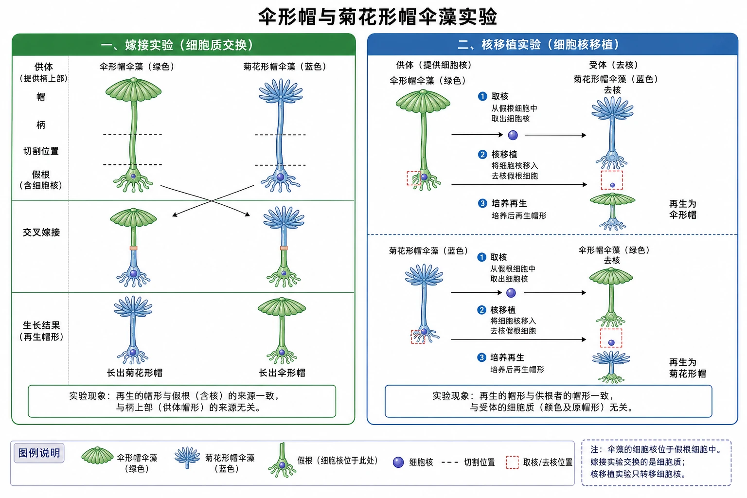 图09:教材“伞藻嫁接和核移植实验”源图重绘——“伞形帽与菊花形