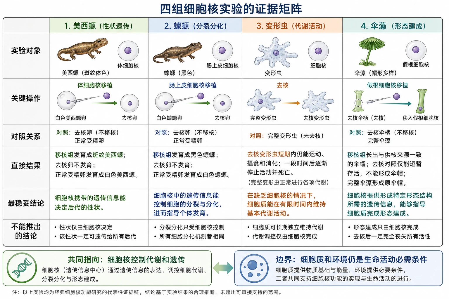 图10:补充知识图(非教材原图)——“四组细胞核实验的证据矩阵”