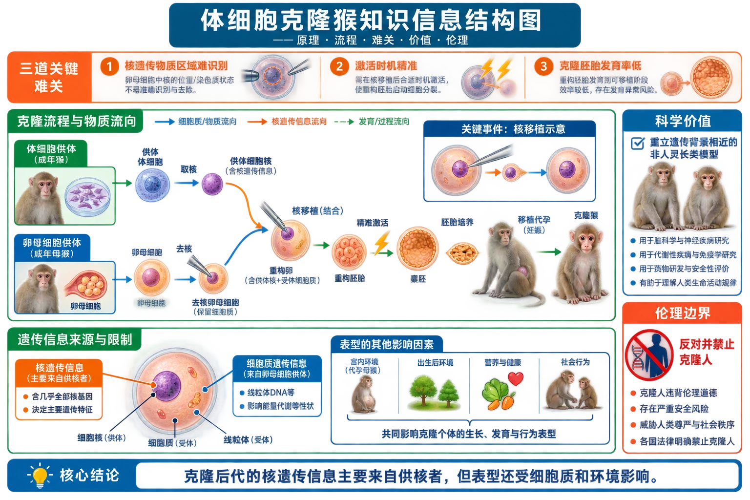 图01:补充知识图(非教材原图)——“体细胞克隆猴知识信息结构图
