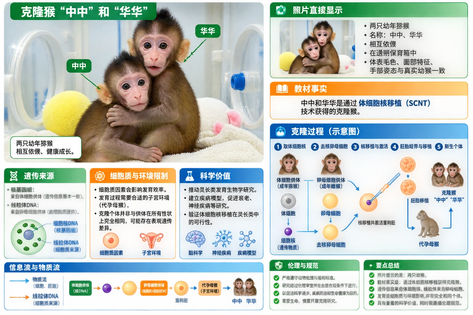 图02:教材“生物科技进展”源图重绘——“克隆猴中中和华华”