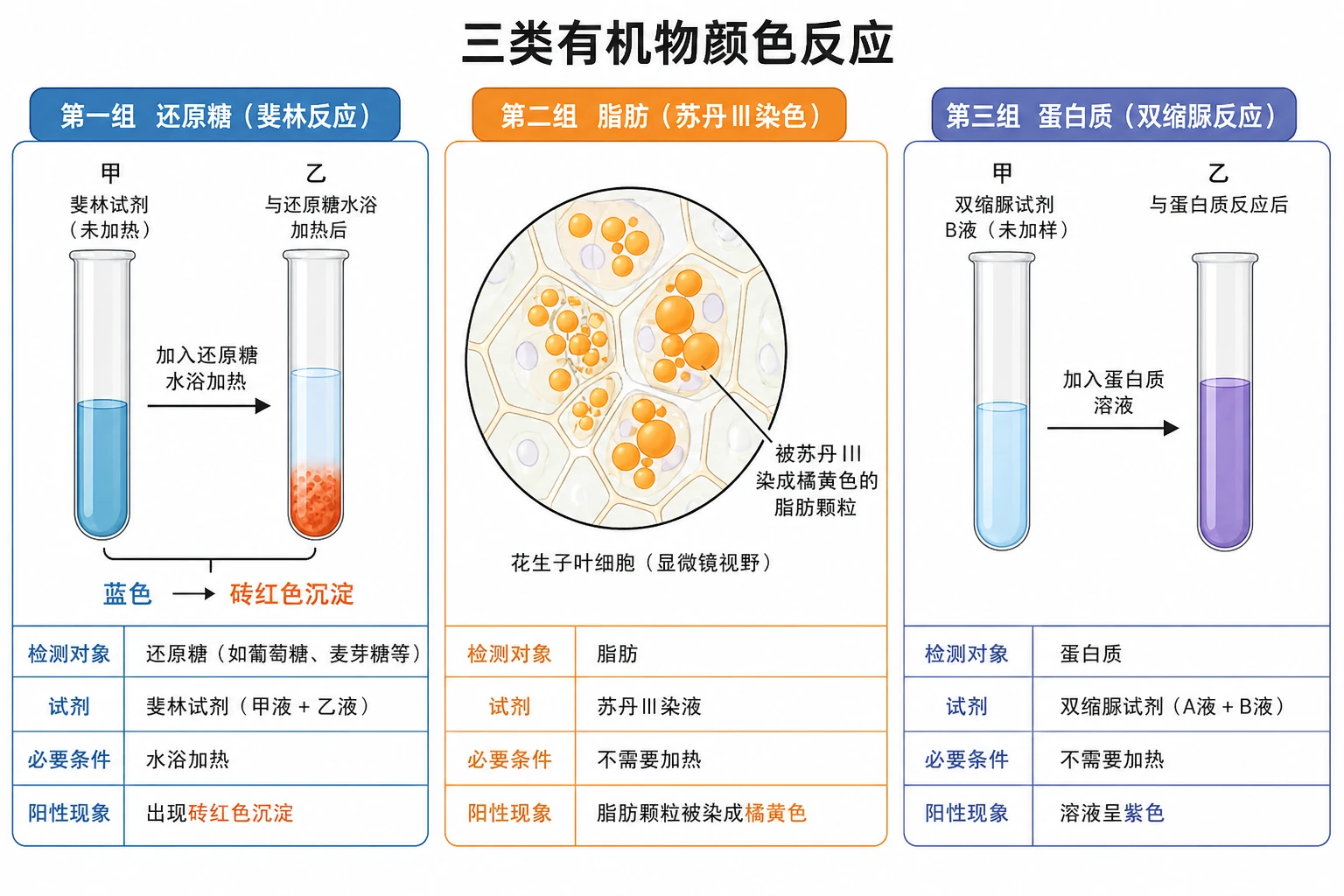 图05:教材检测结果源图组重绘——三类有机物颜色反应
