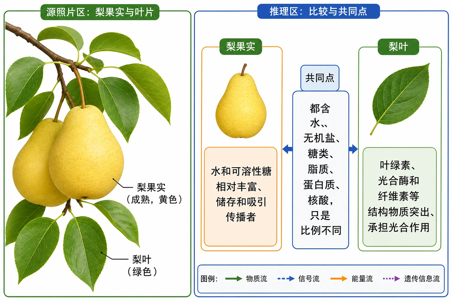 图07:教材梨果实源图重绘并补足教材问题所需的比较信息