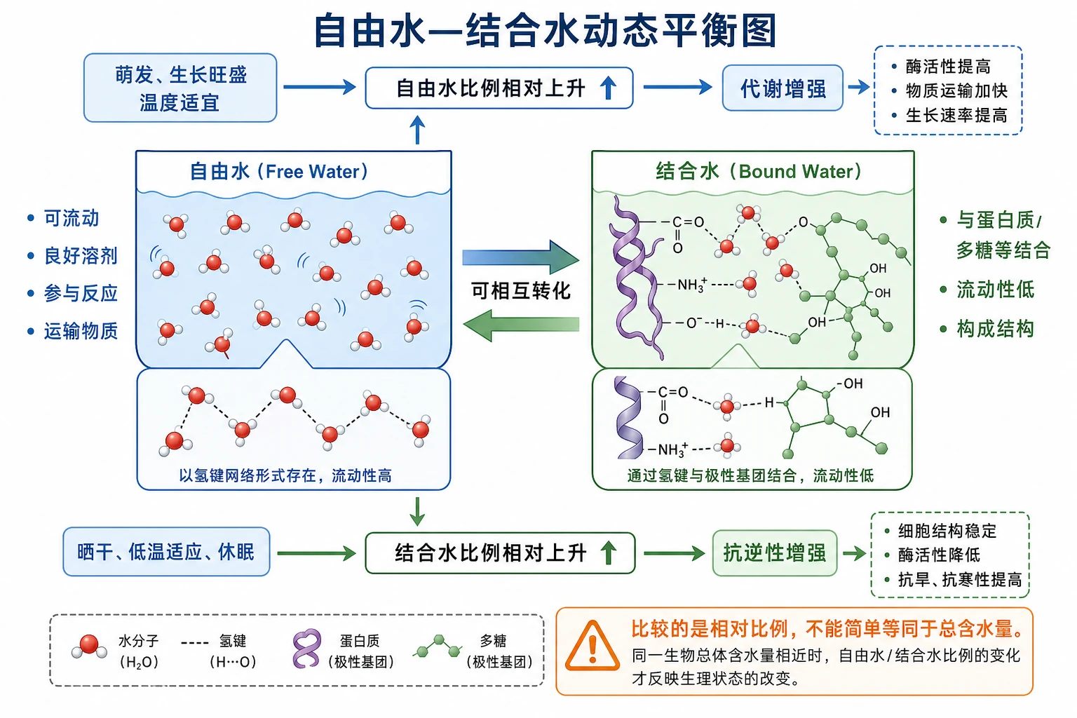 图04：补充知识图（非教材原图）——“自由水—结合水动态平衡图”